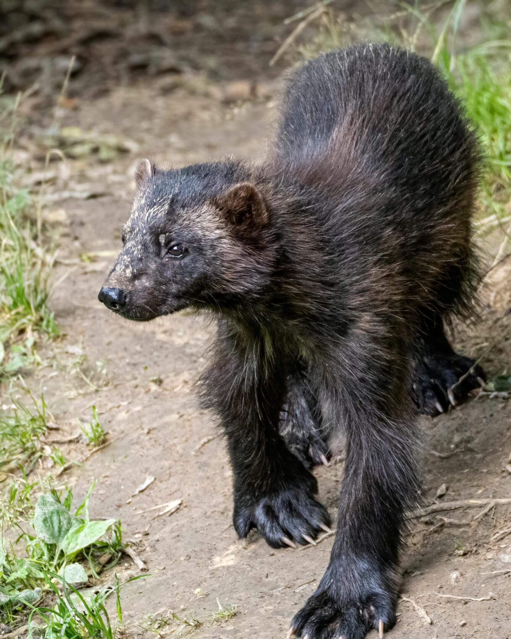 Young wolverine walking on ground.