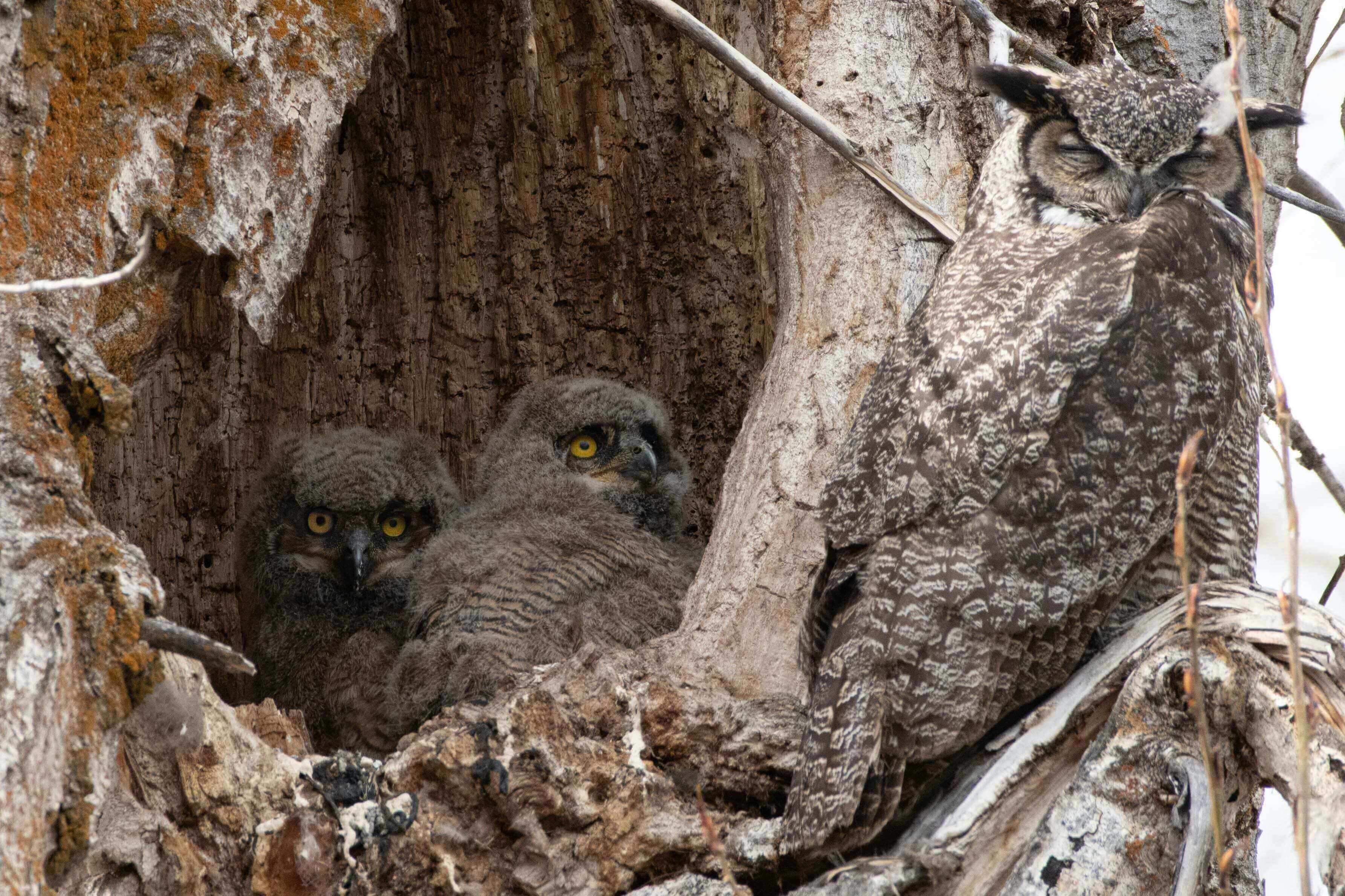 Two owls sitting in a tree hole looking out.