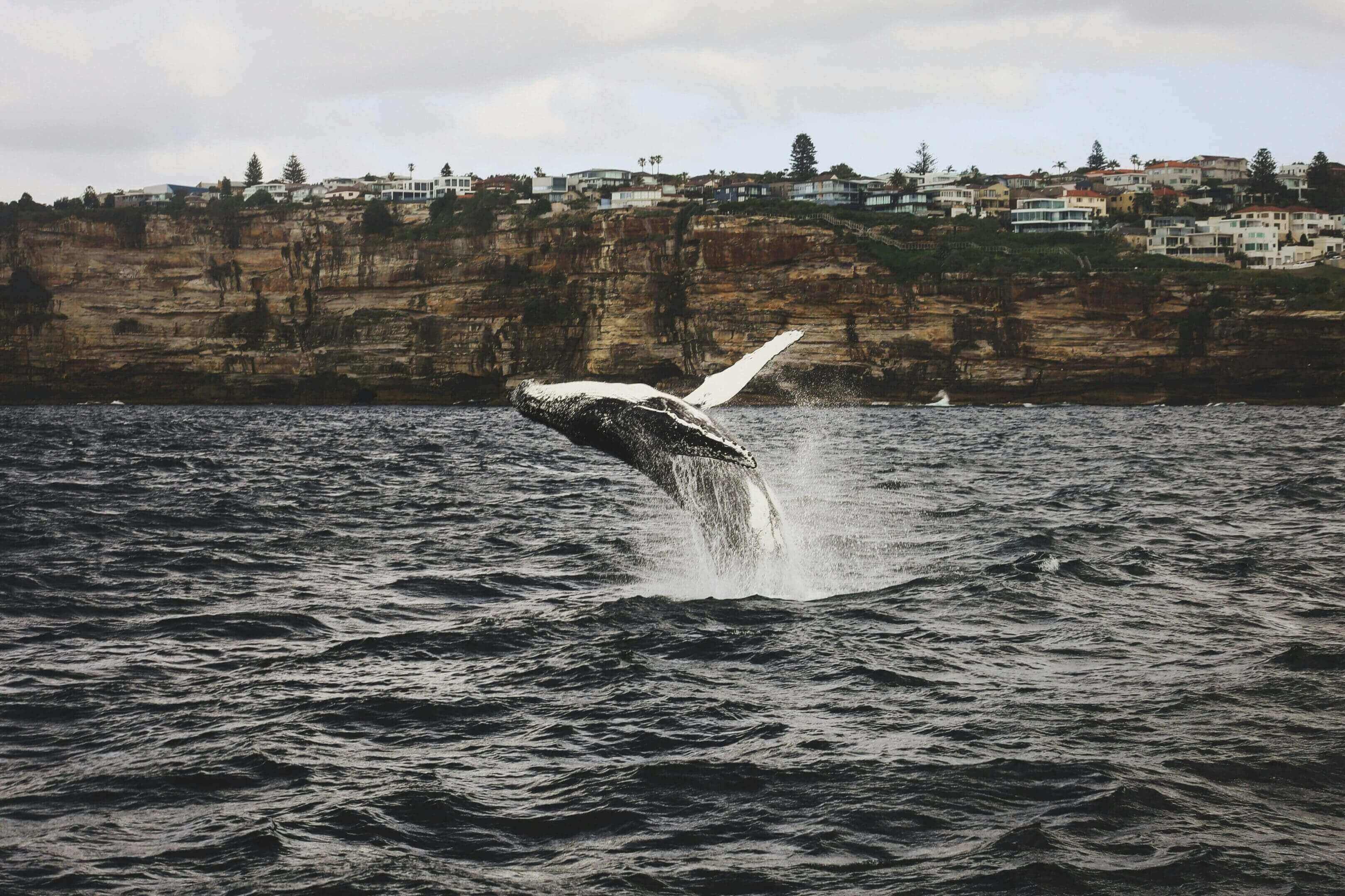 A whale is jumping in the water near some buildings.