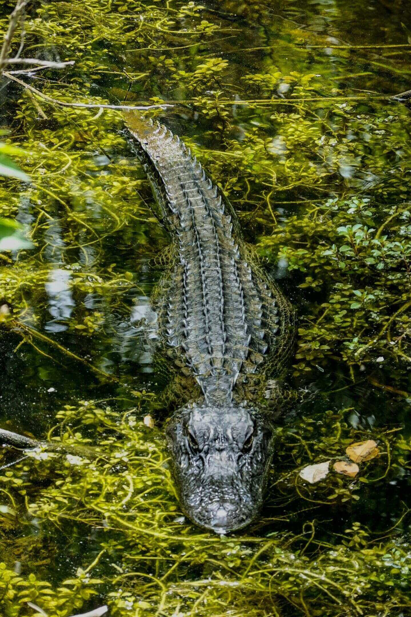 A close up of an alligator in the water