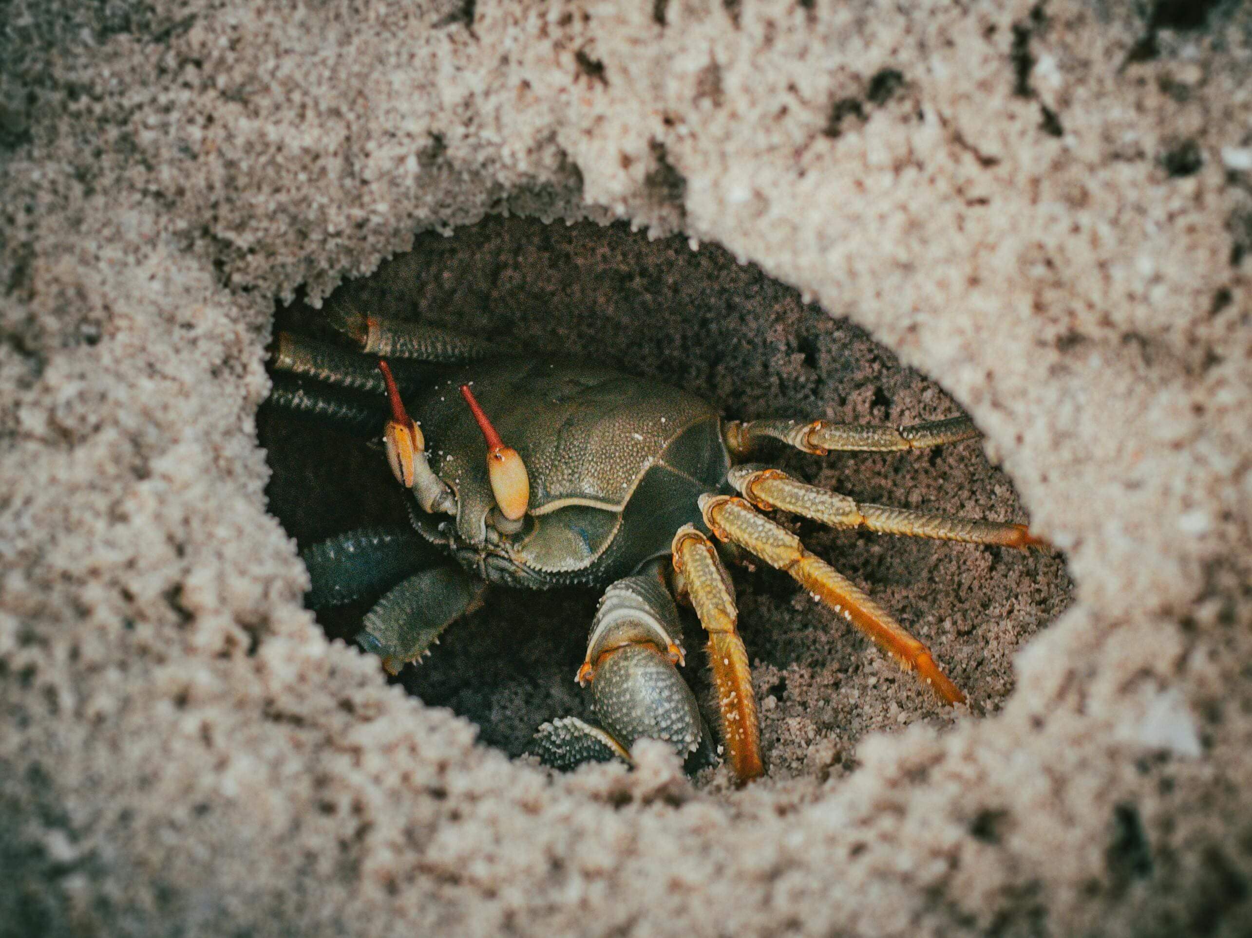 A crab is sitting in the hole of a rock.