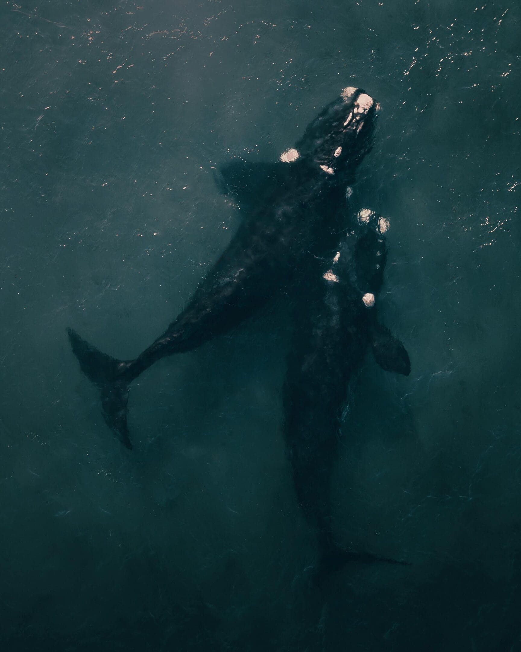 Two dolphins swimming in the ocean under water.