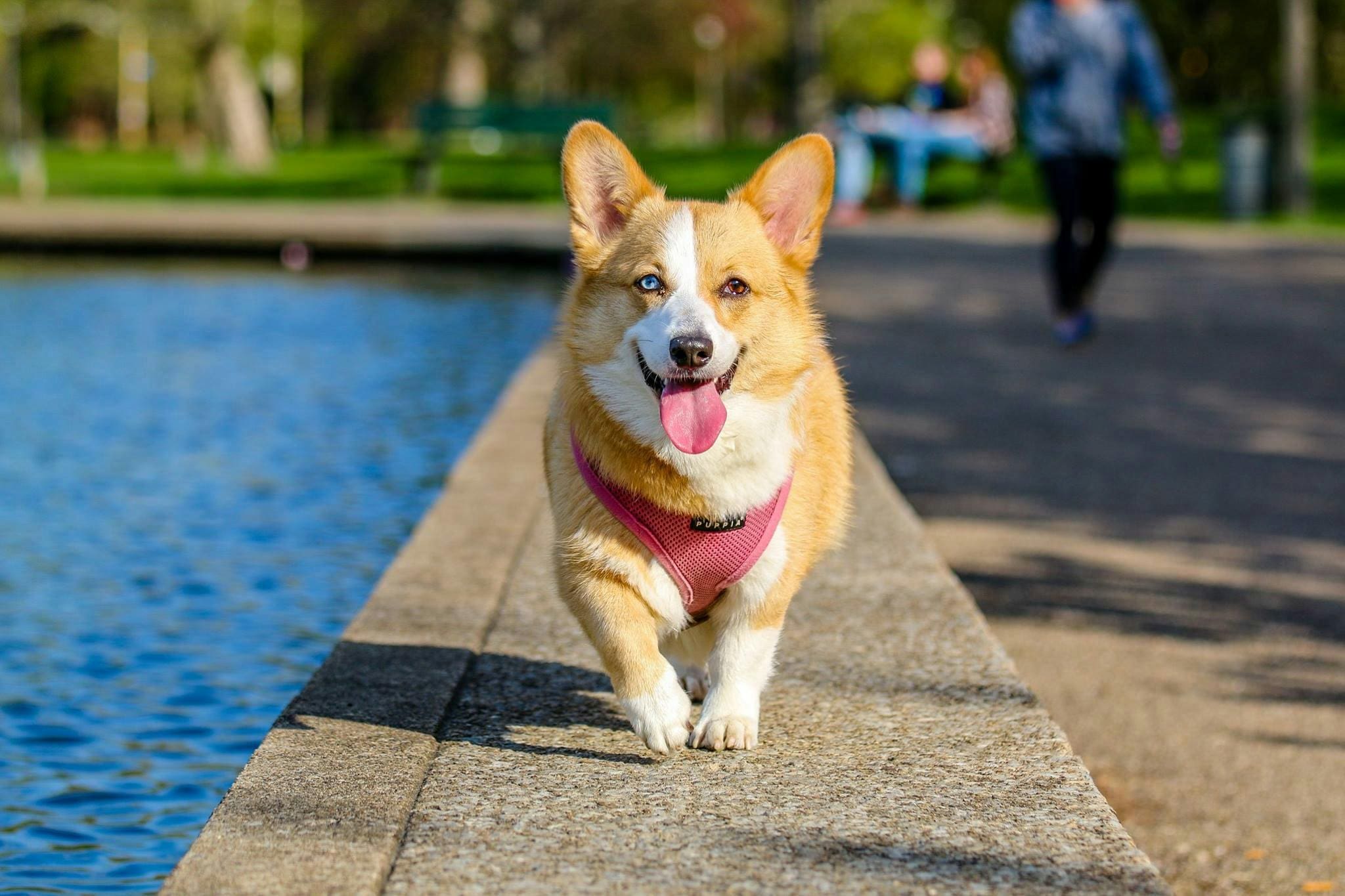 A dog that is walking down the sidewalk.