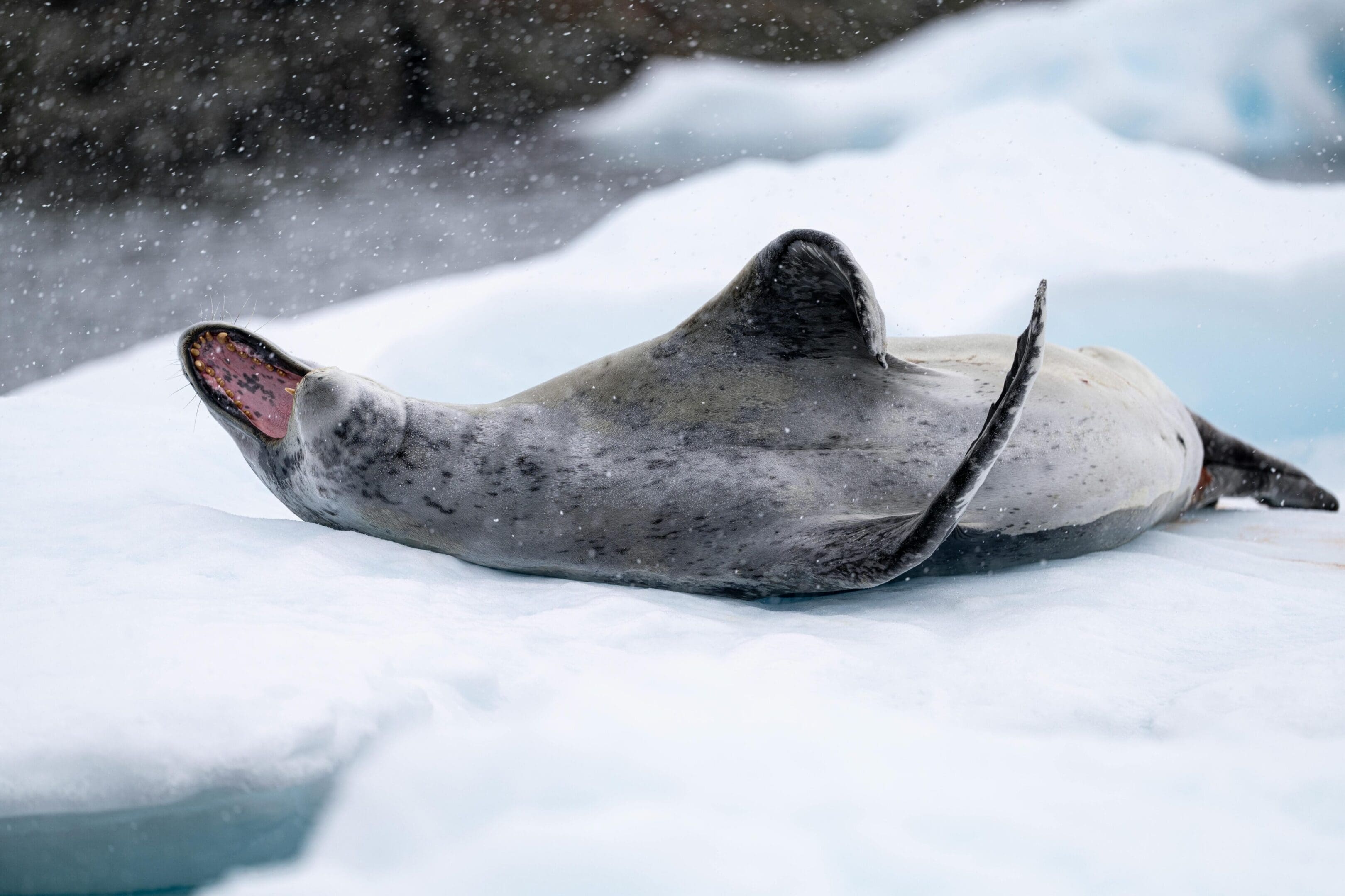 A seal laying on top of some ice