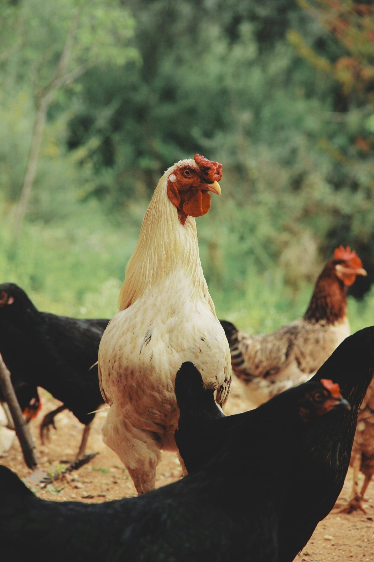 A group of chickens standing in the grass.