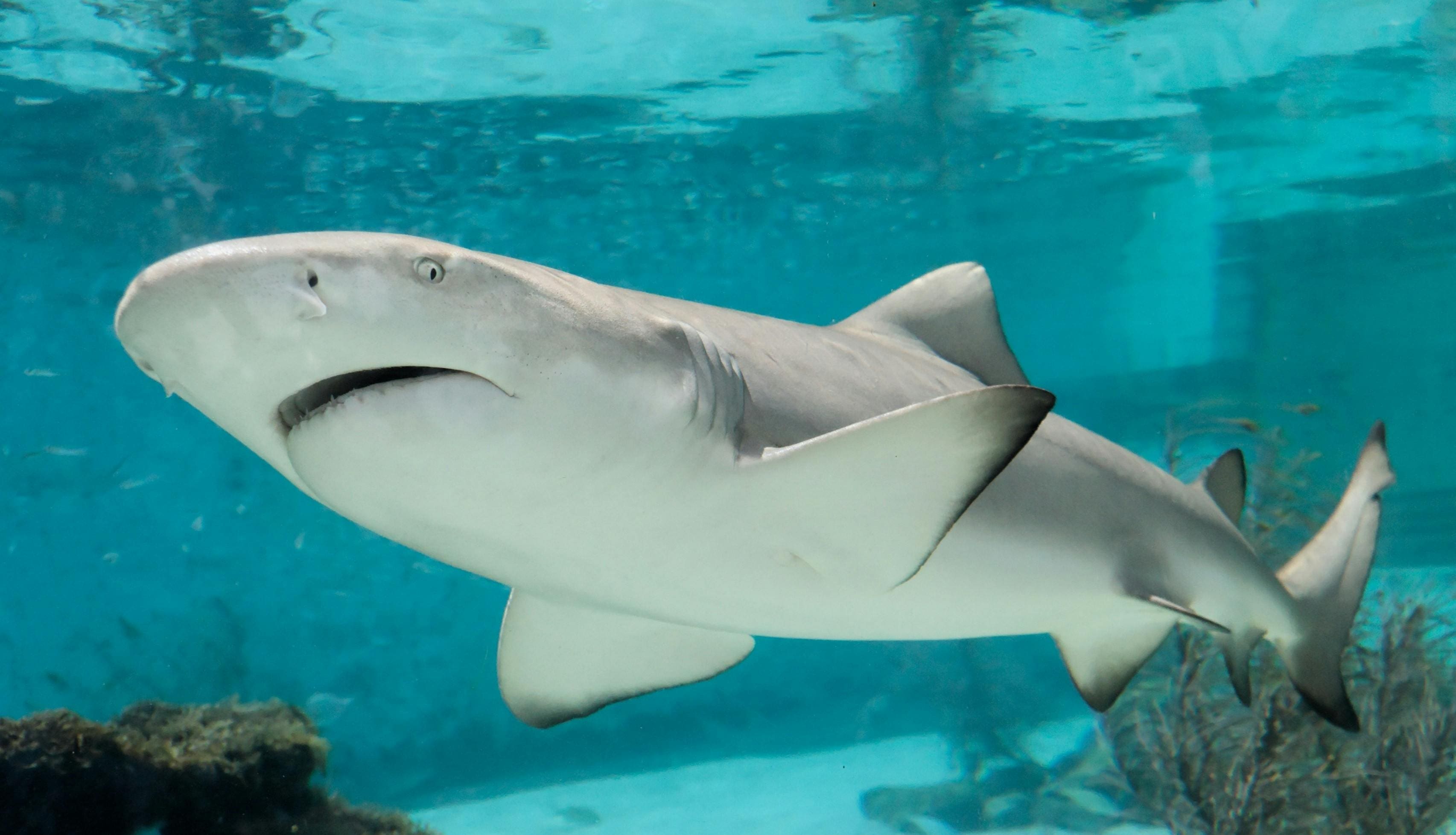 A shark swimming in the water near some rocks.