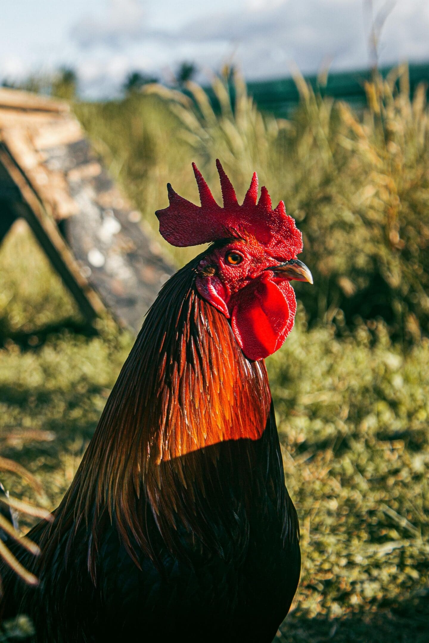 A rooster with red feathers on its head.