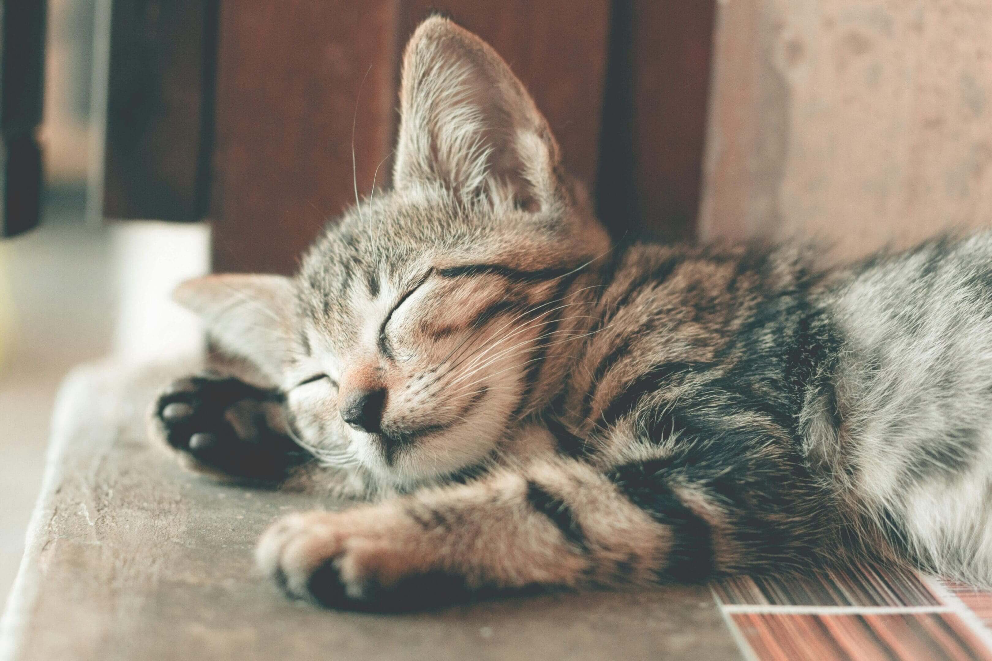 A cat is sleeping on the floor