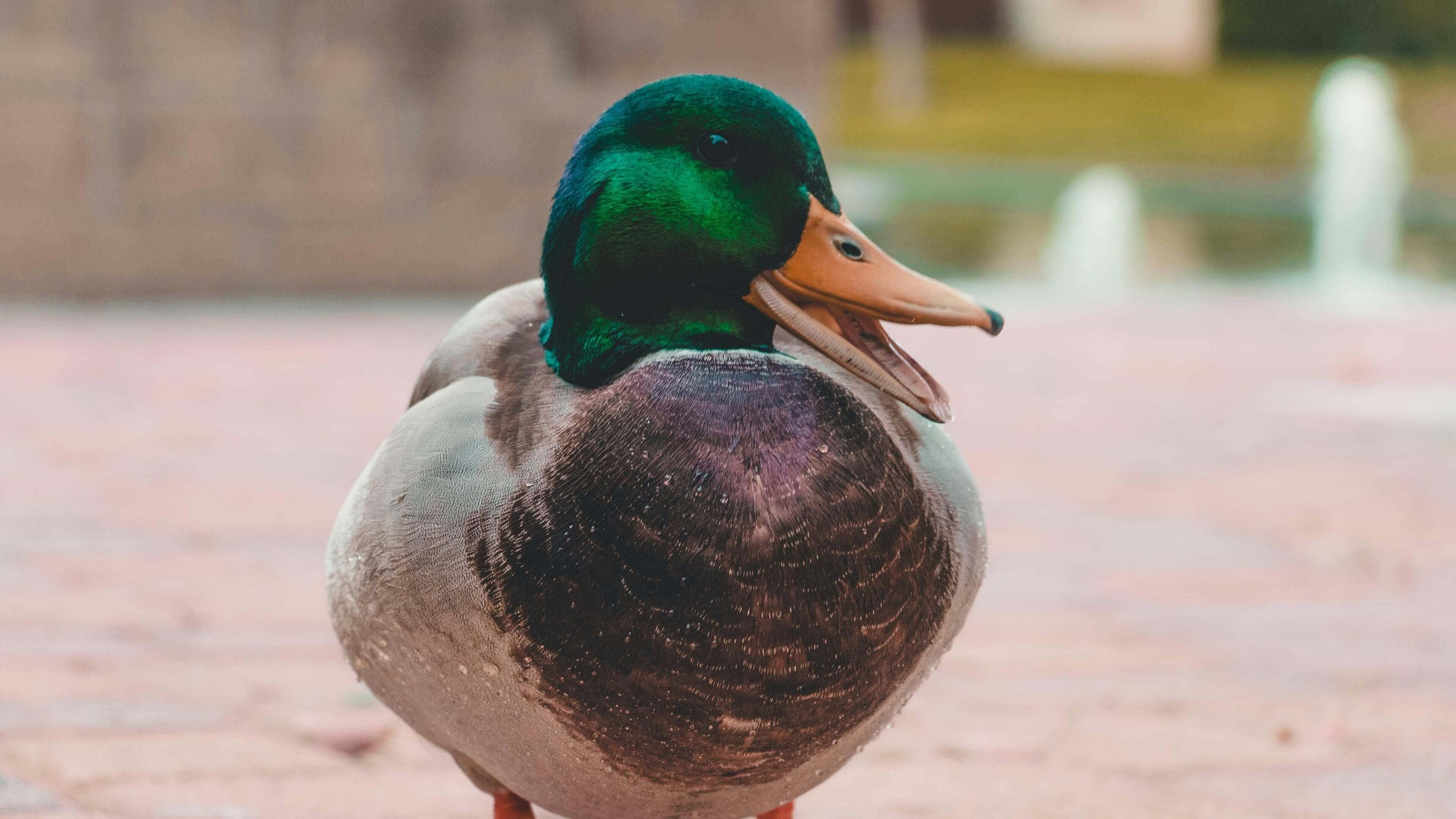 A duck with green head and neck standing on the ground.