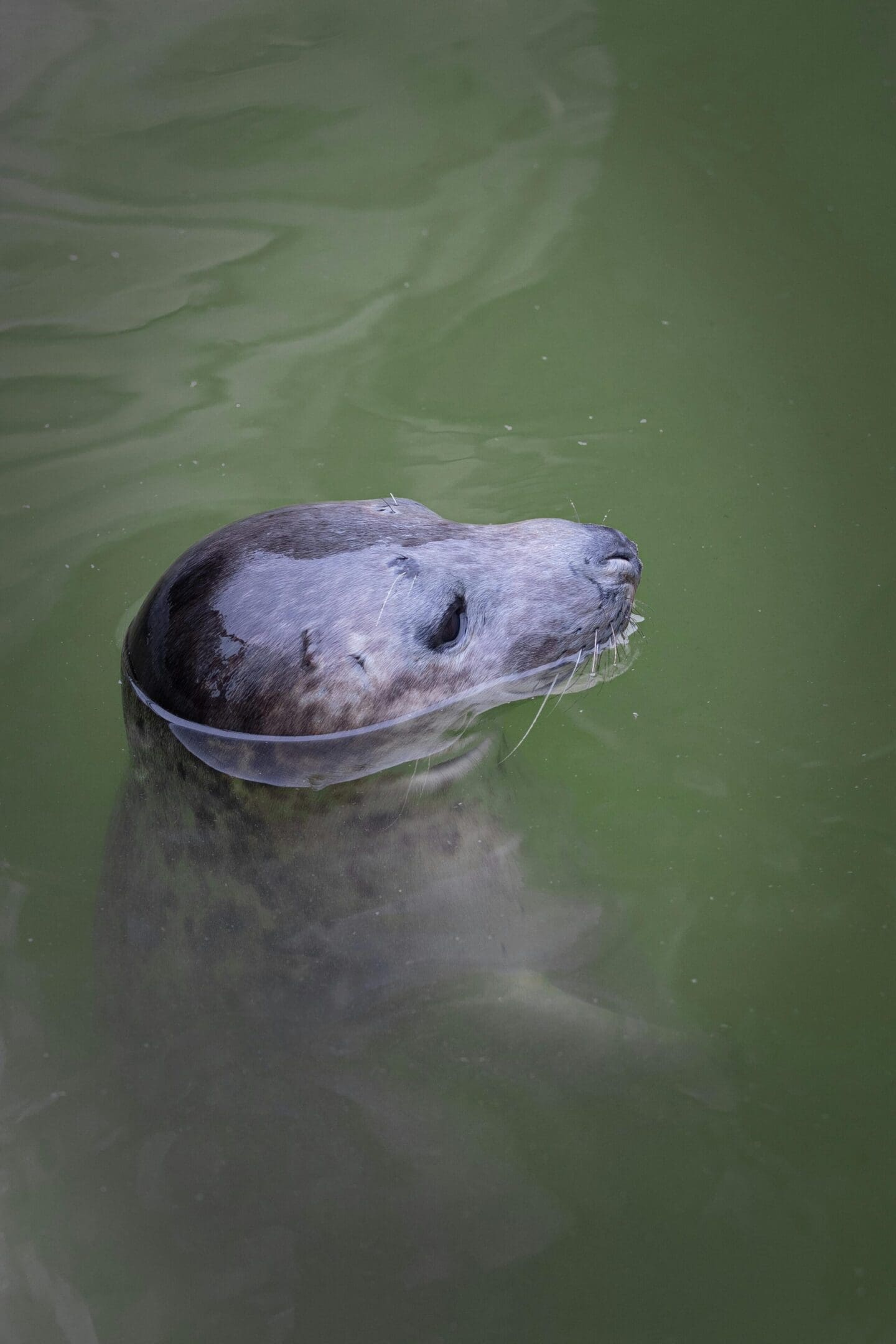 A seal swimming in the water with its head above the surface.