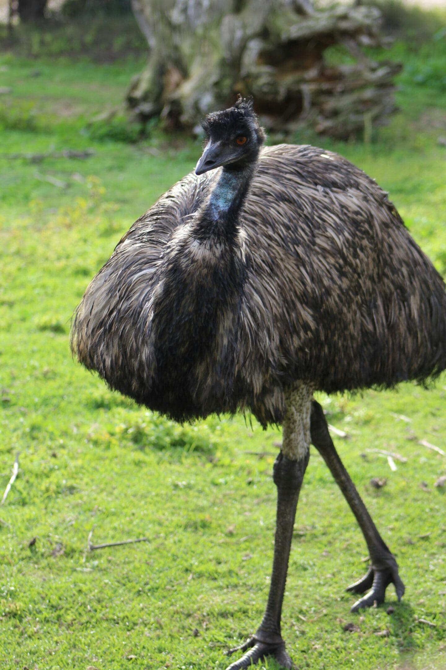 Emu standing in grassy field.