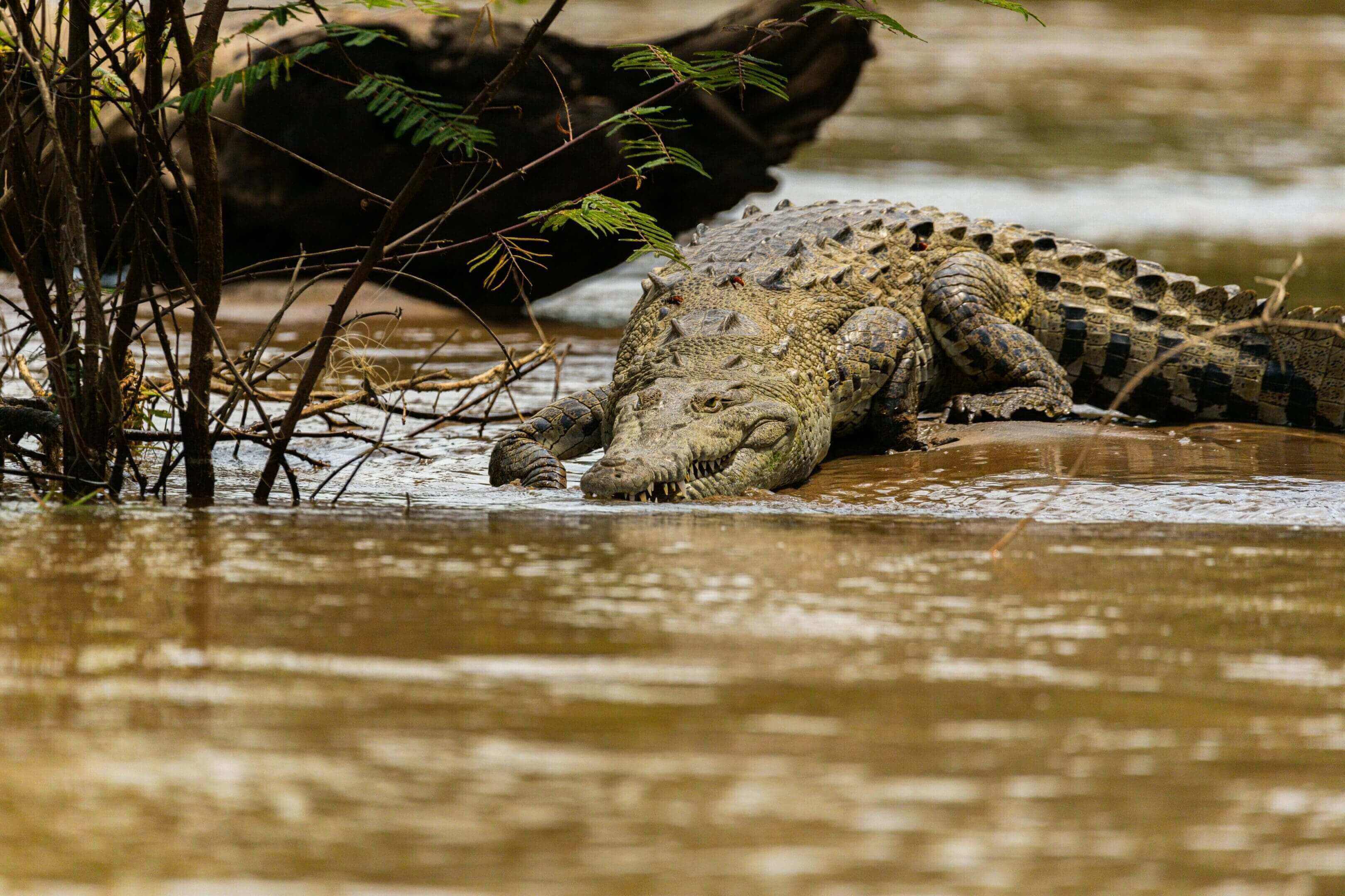 Crocodile resting by riverbank.