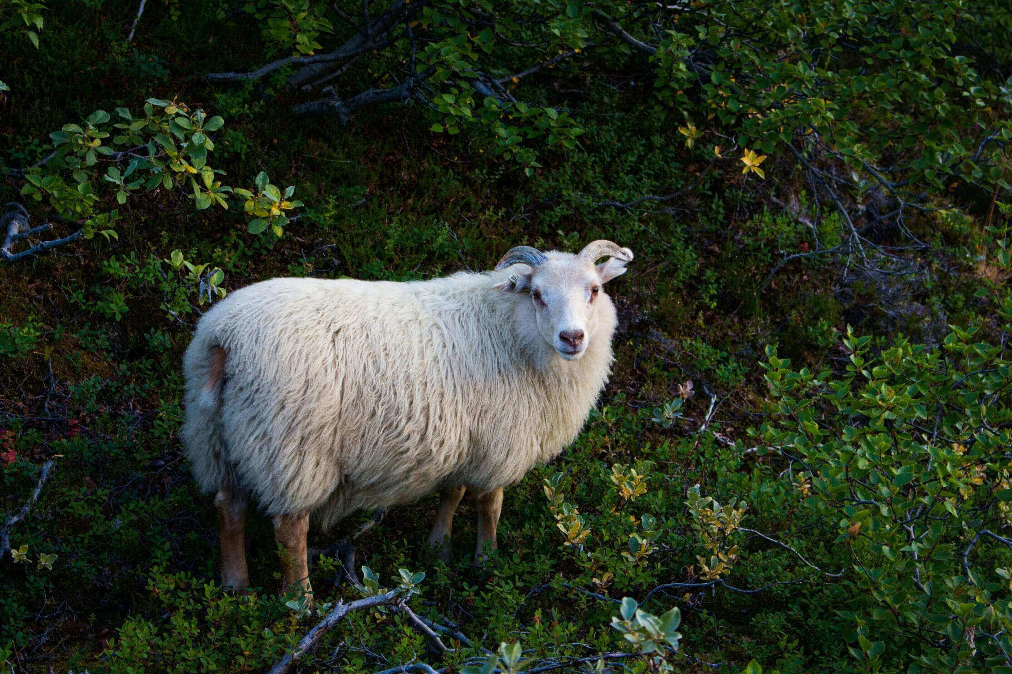 A sheep standing in the middle of some bushes