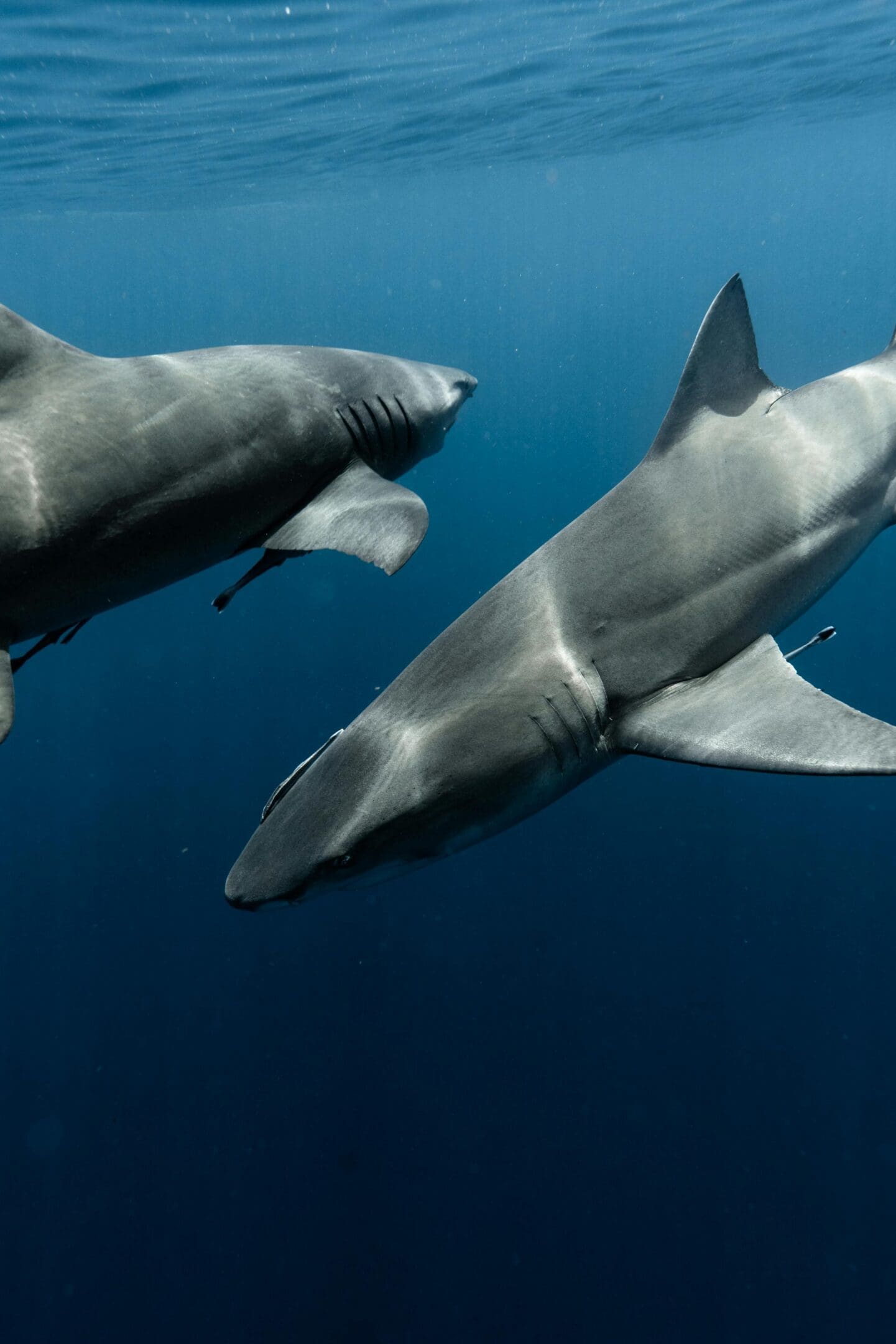 Two sharks swimming in the ocean under a blue sky.