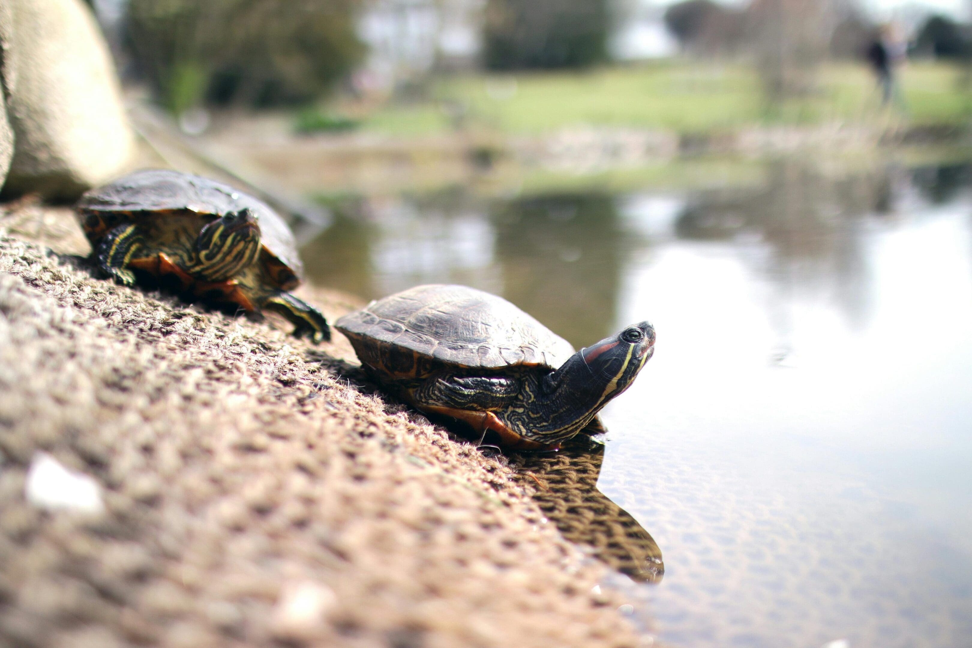 Two turtles are sitting on the shore of a pond.