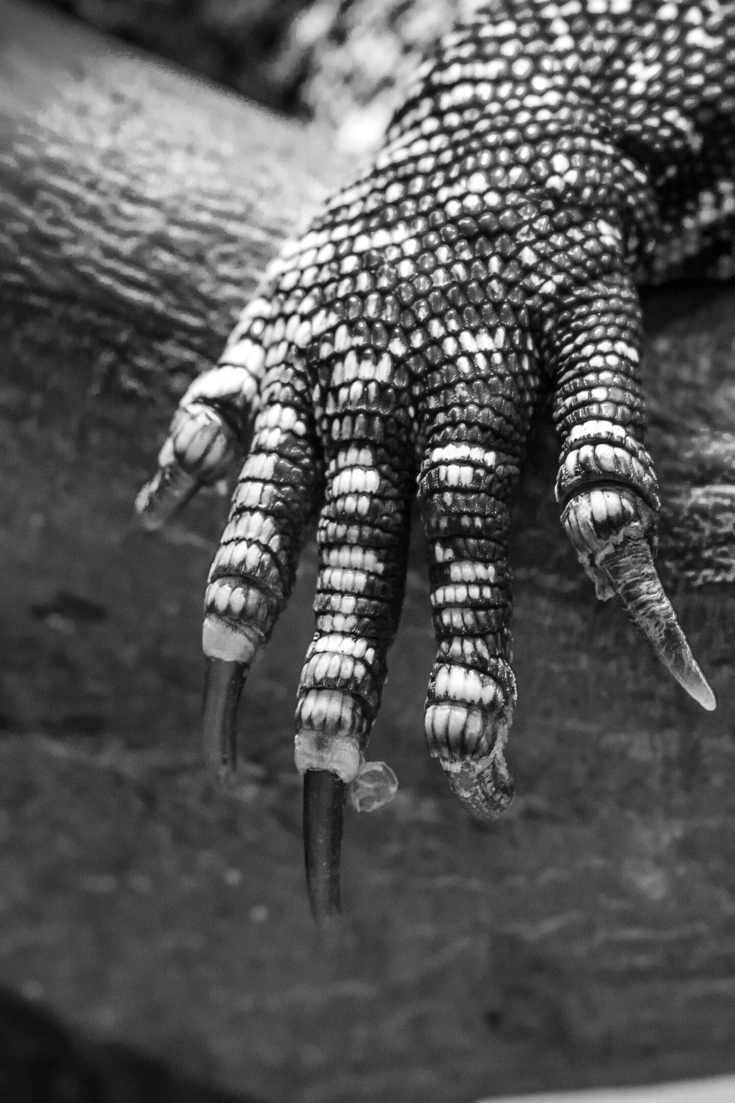 A close up of the fingers and thumb of an alligator.