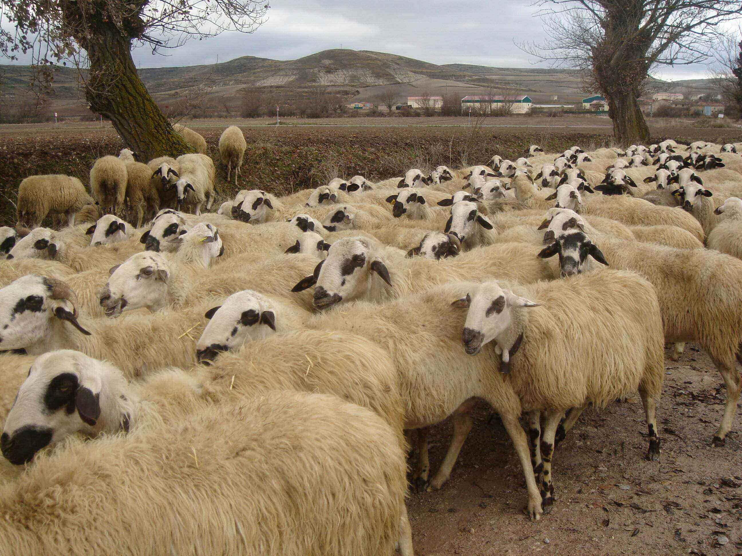 A herd of sheep standing on top of a dirt field.