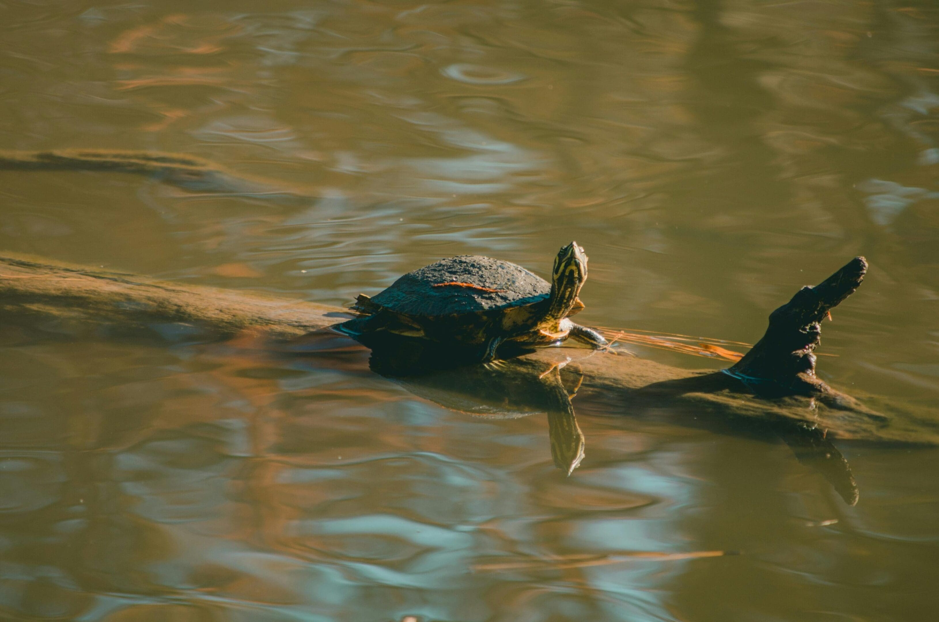 A turtle is swimming in the water.