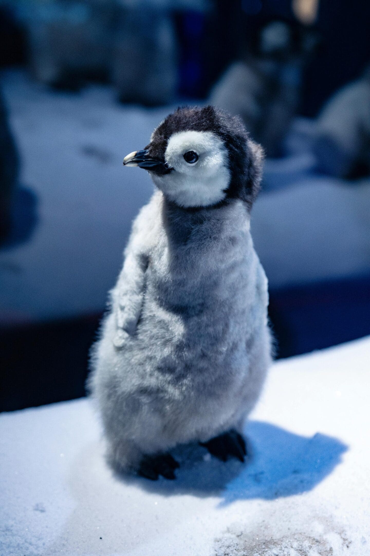 Adorable fluffy penguin chick on snow.