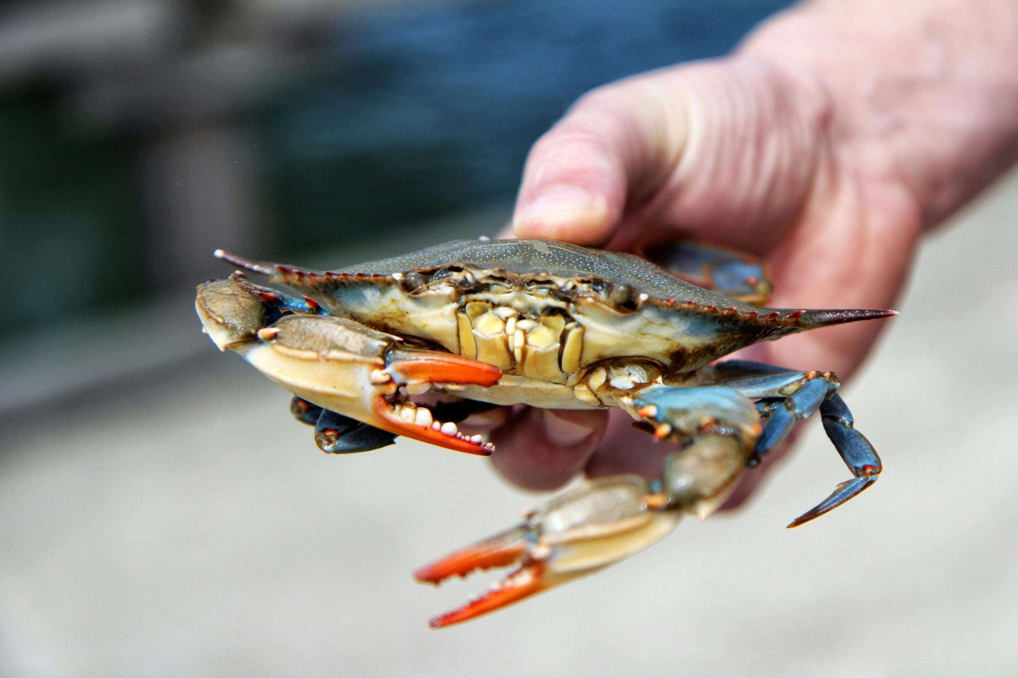 A person holding a crab in their hand.