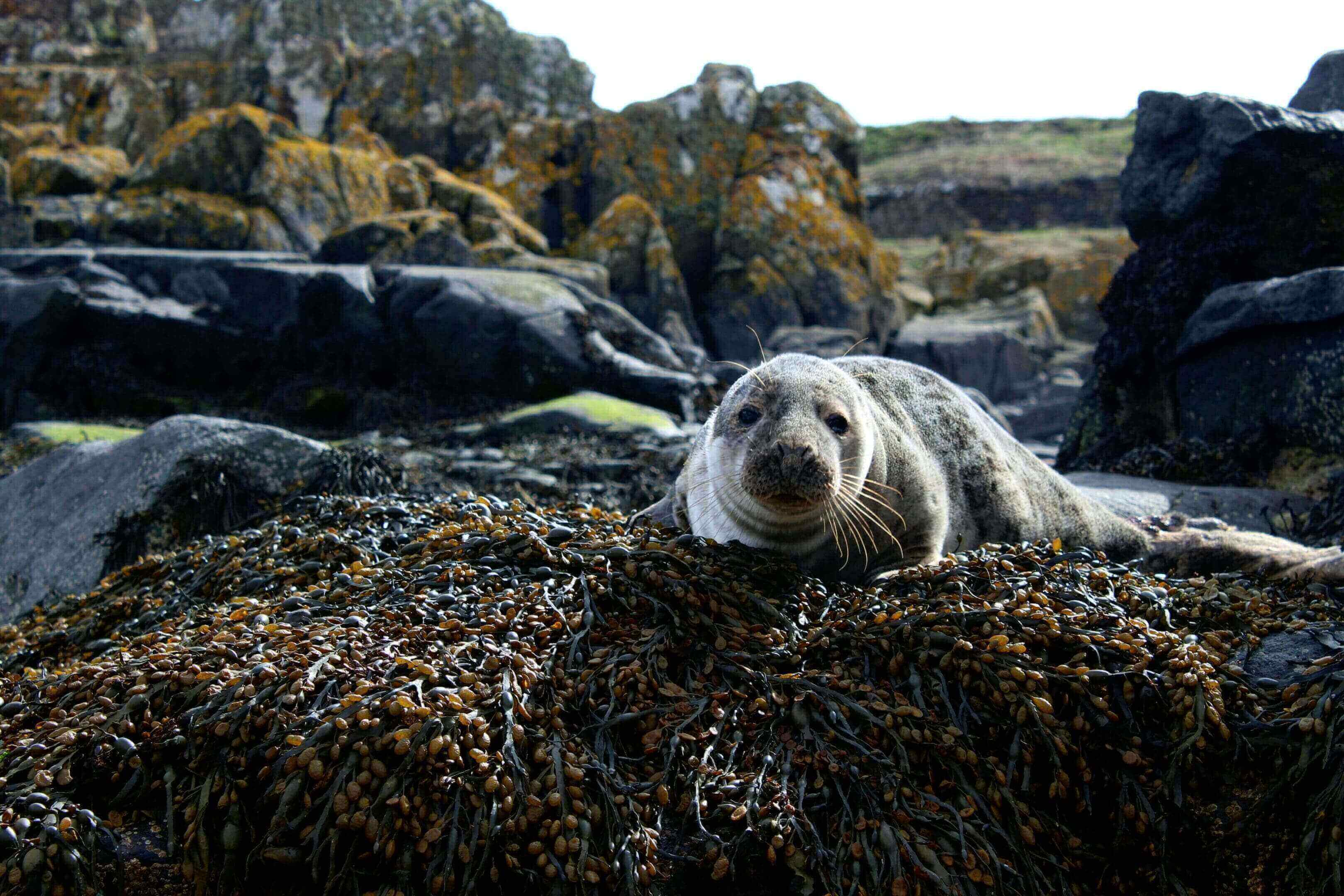 A seal laying on the rocks near some seaweed.