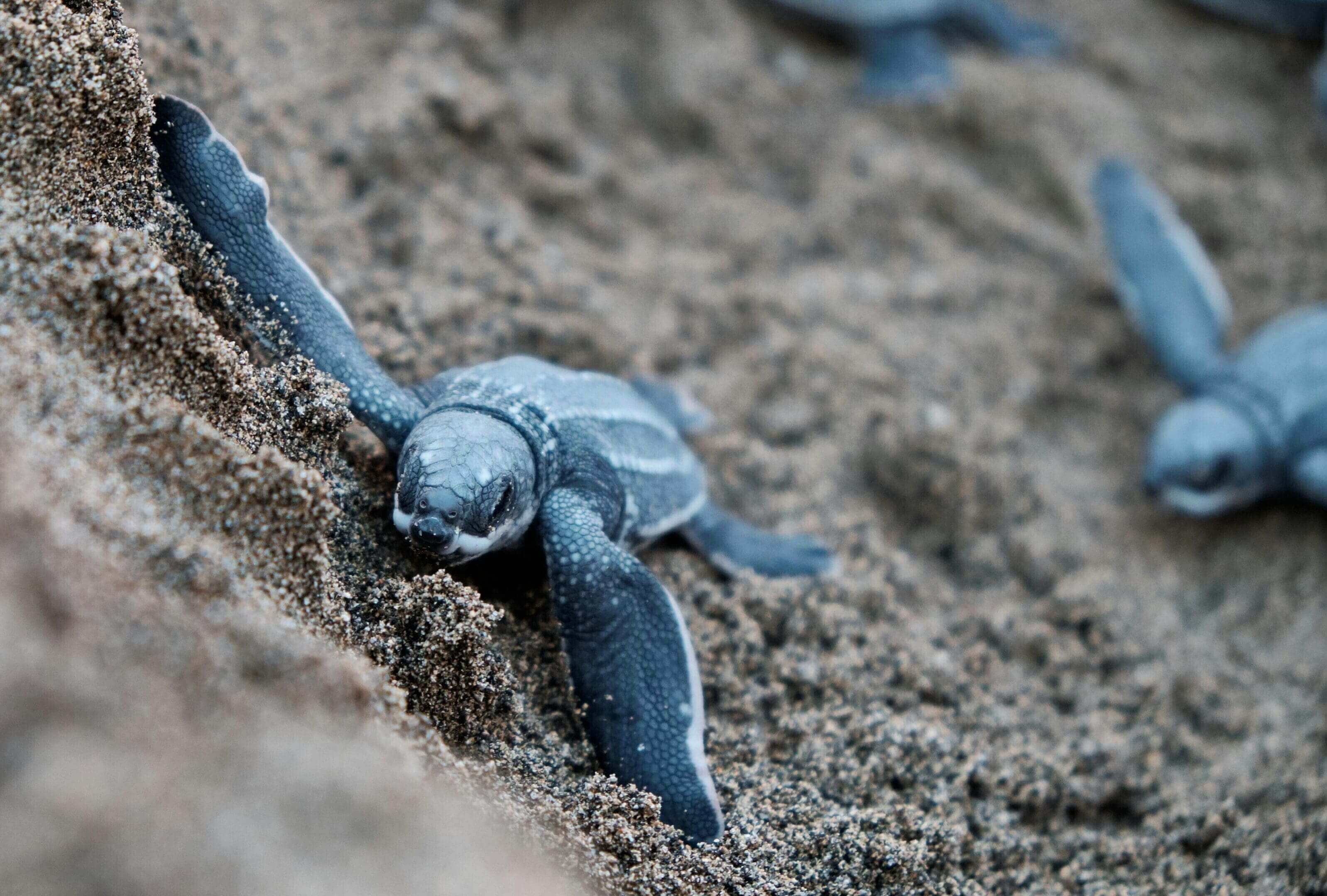 A baby turtle is crawling on the beach.