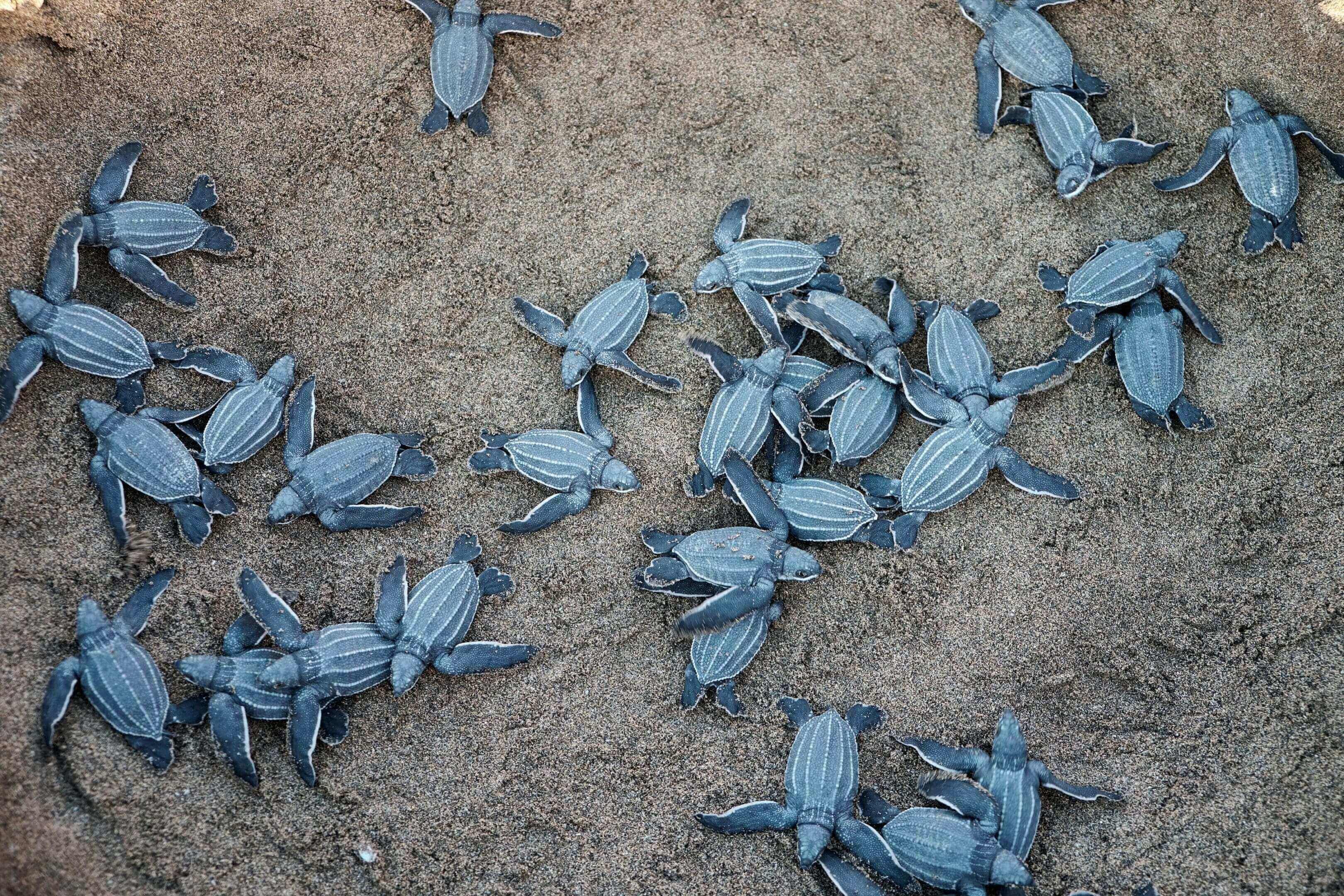 A group of blue beetles on the ground.