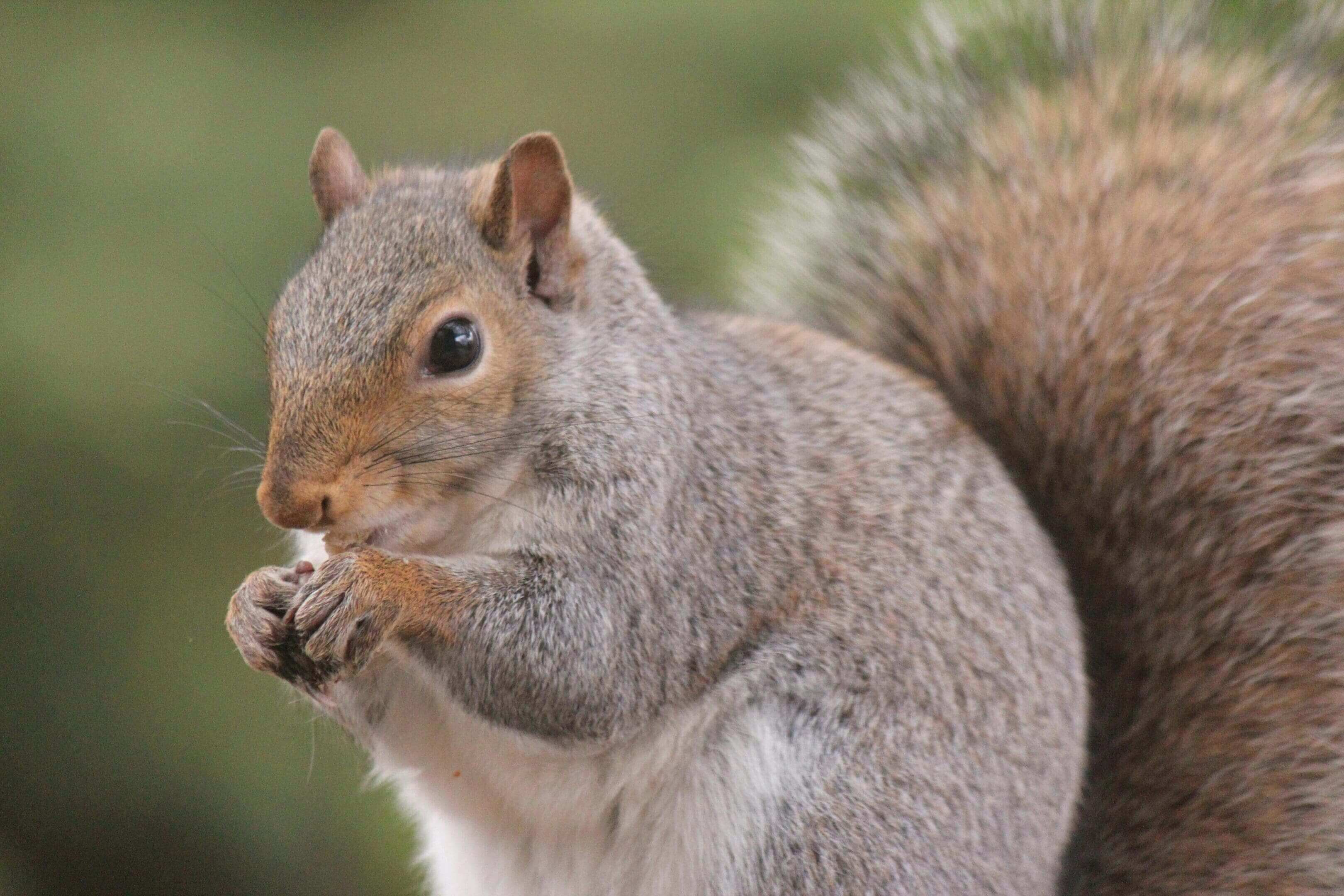A squirrel is eating something on the ground.