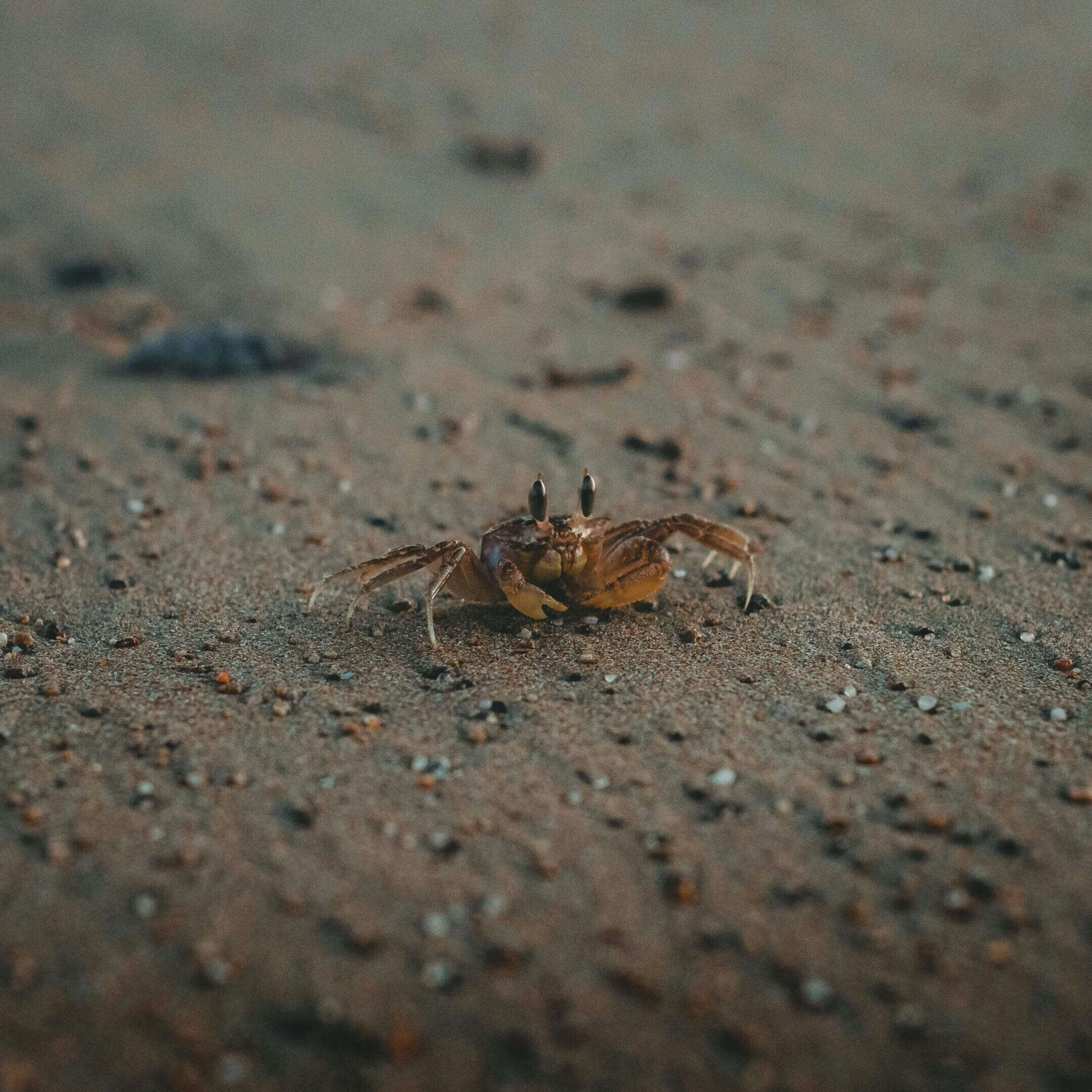 A small crab on the ground in sand.