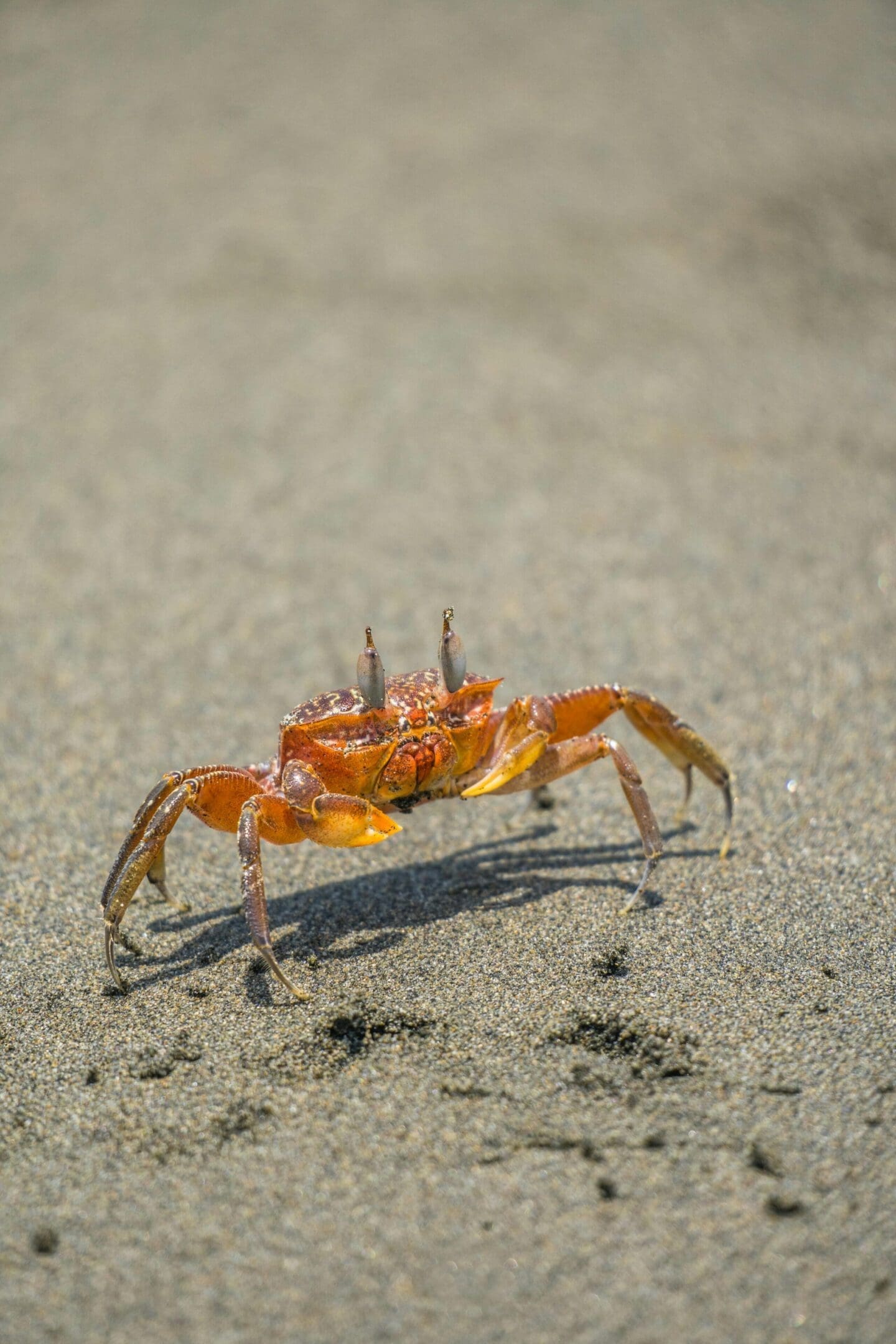A crab is standing on the beach sand.