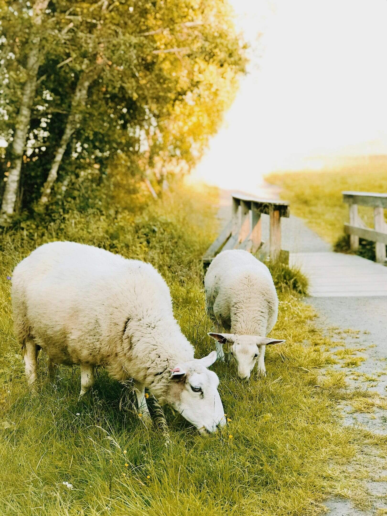 Two sheep grazing in a field near the water.