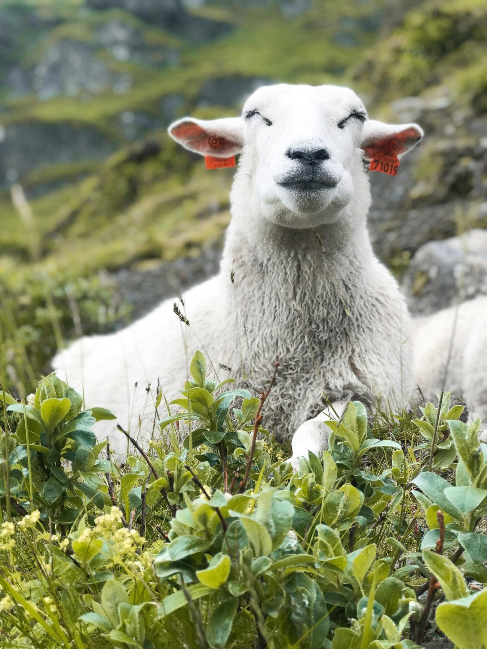 A sheep laying in the grass with its head down.