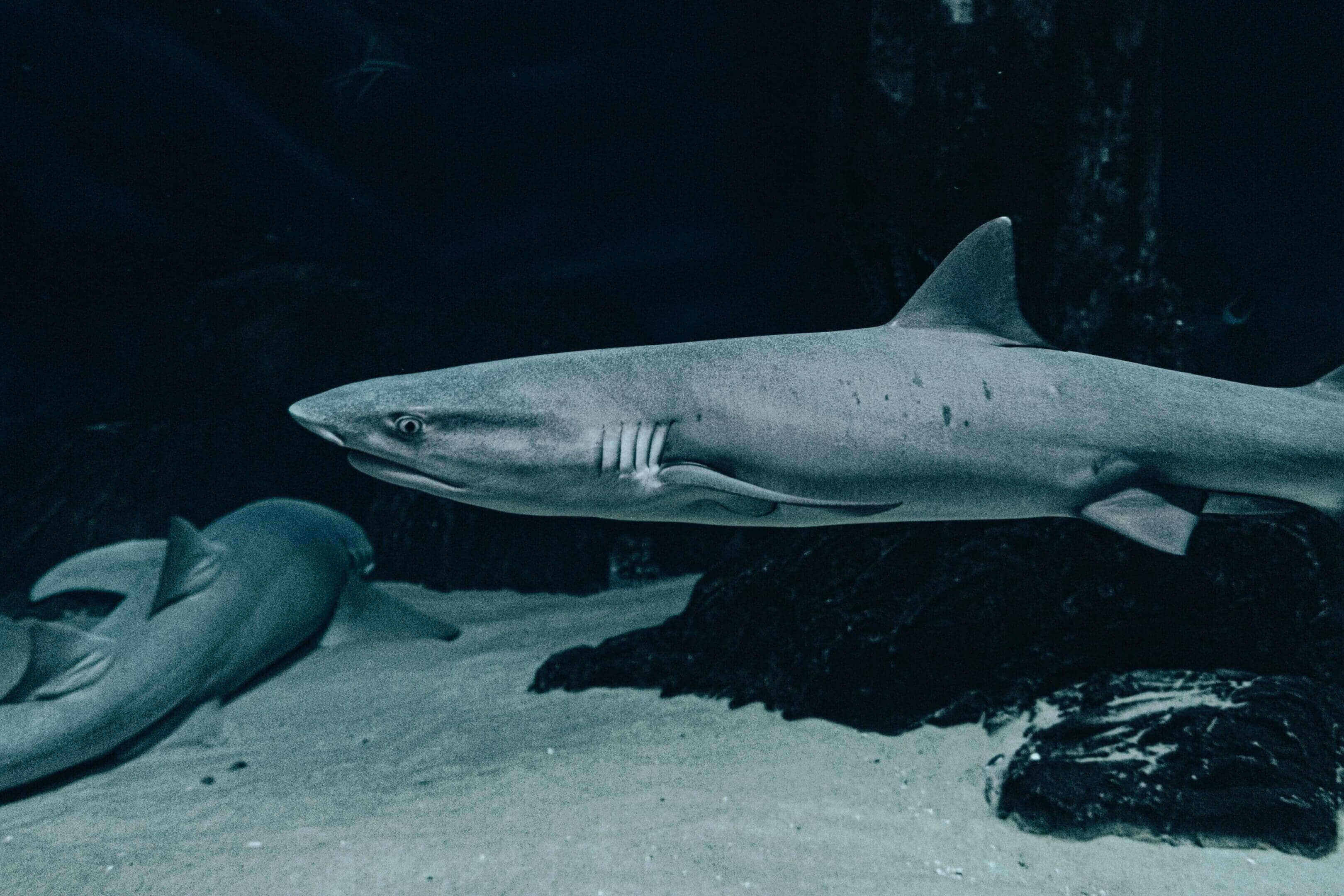 A shark is swimming in the water.