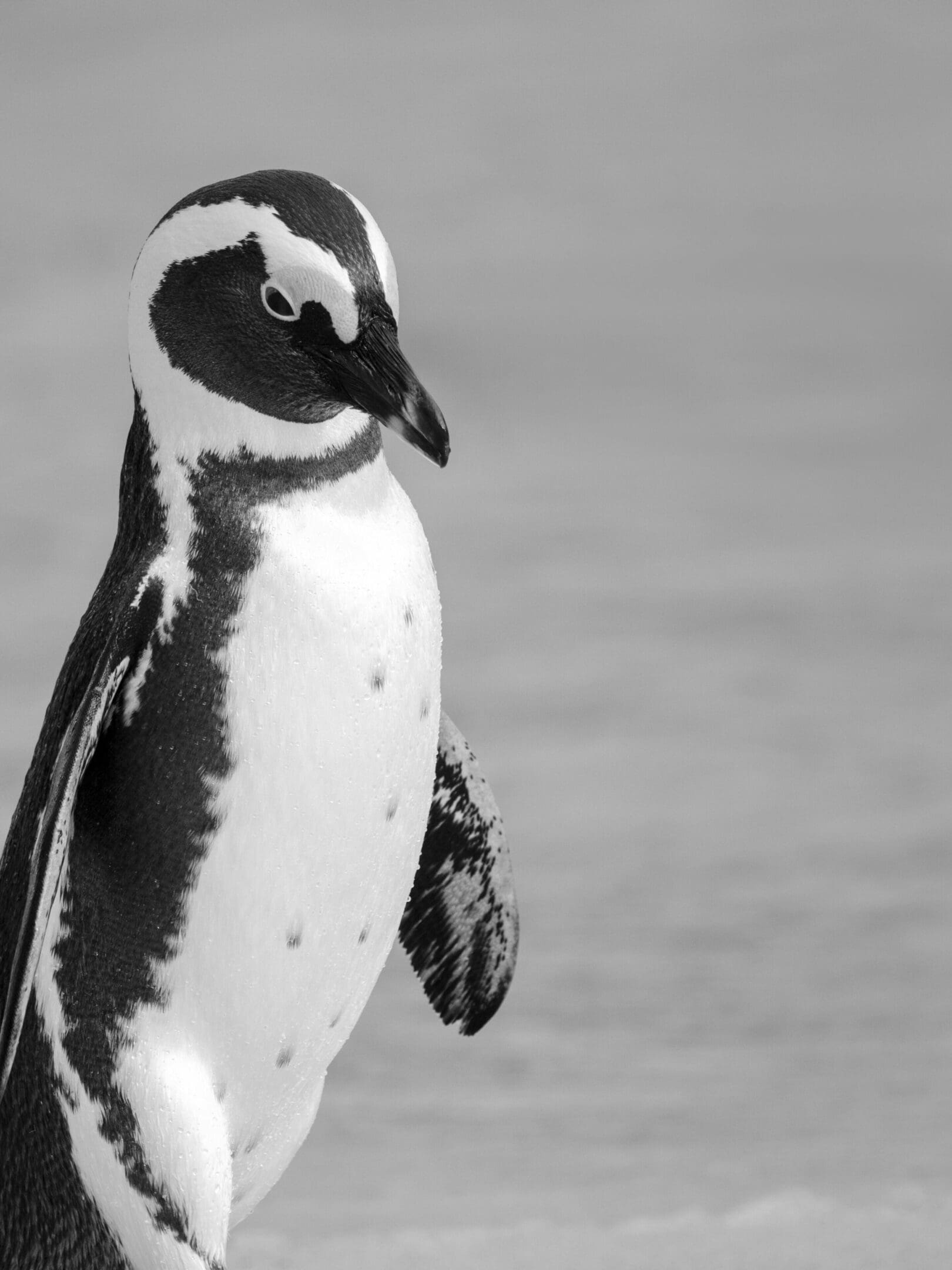 Black and white photo of a Magellanic penguin.