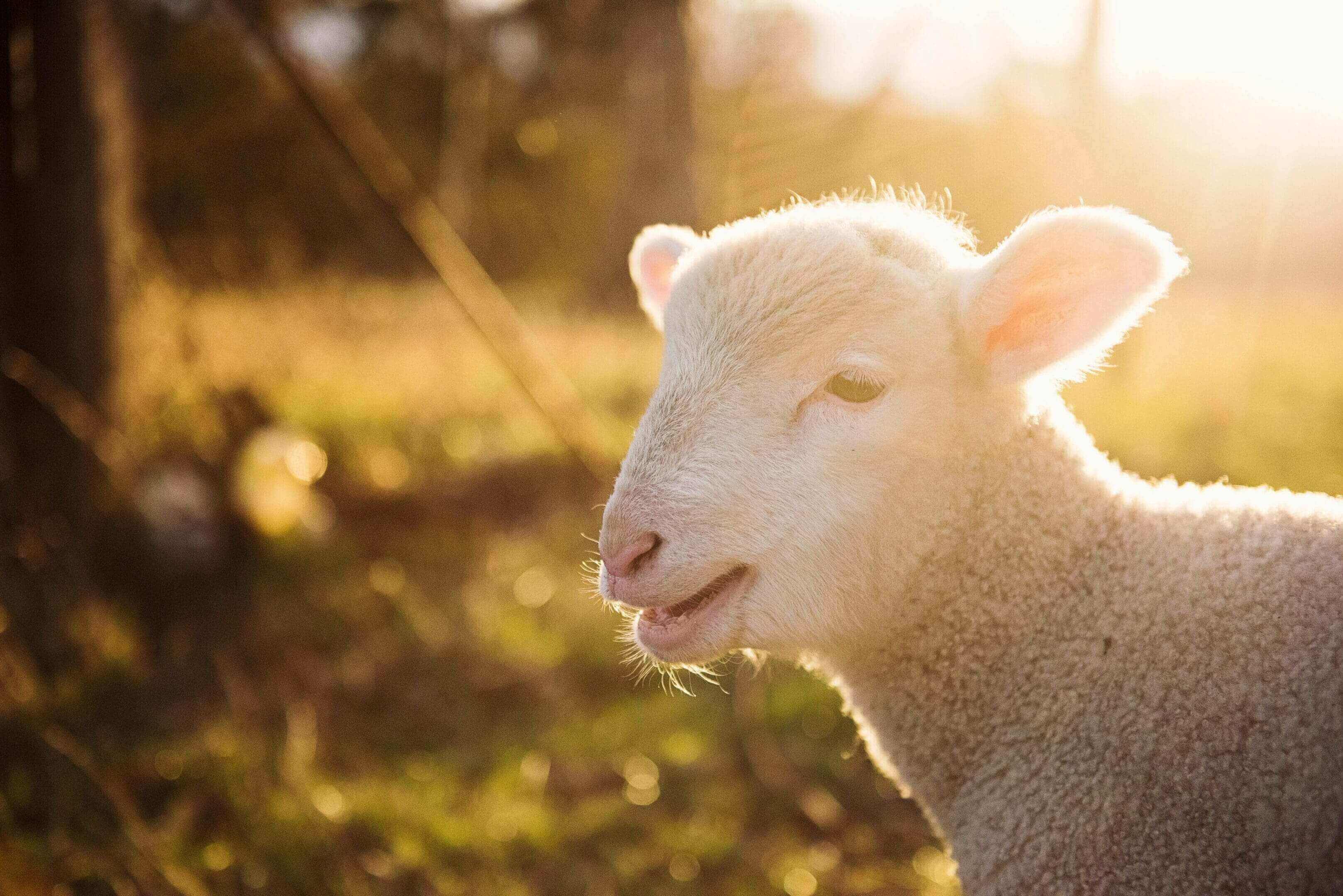 A sheep with its mouth open in the sun.