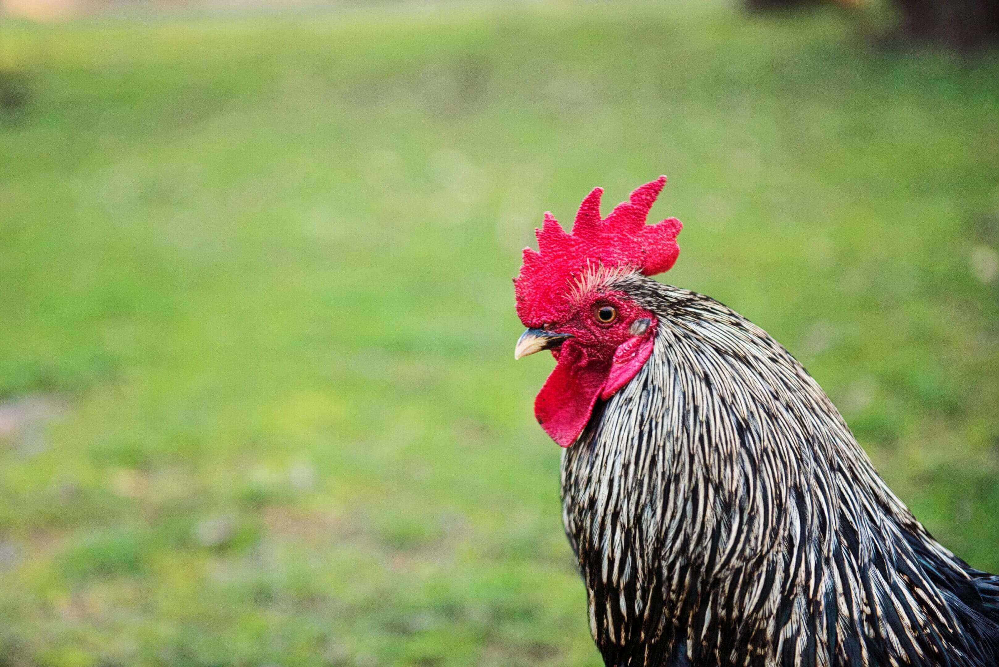 A rooster with red feathers on its head.