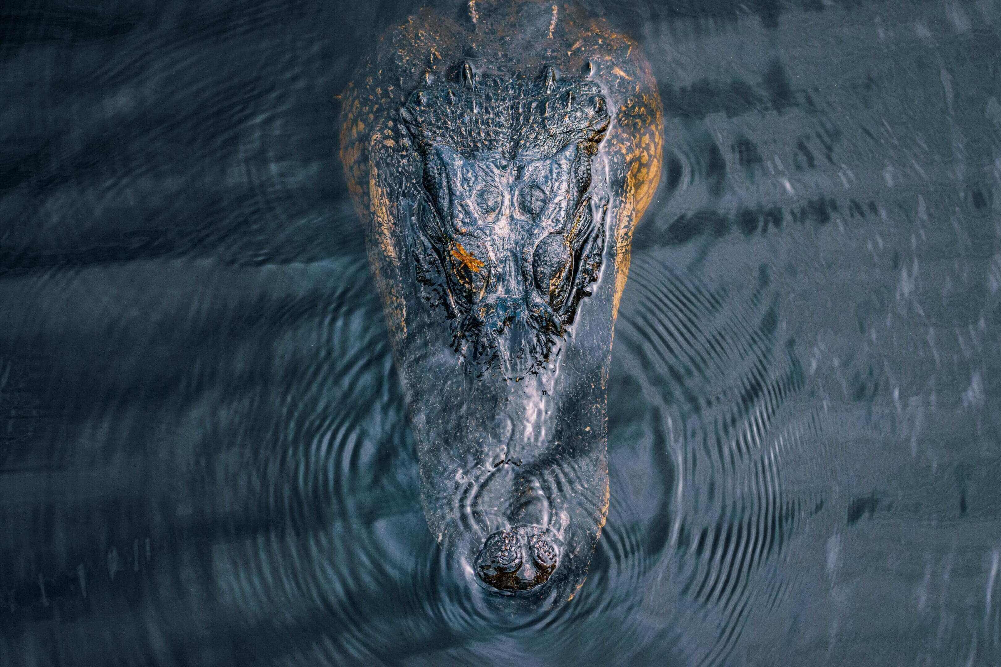 A close up of an alligator in the water