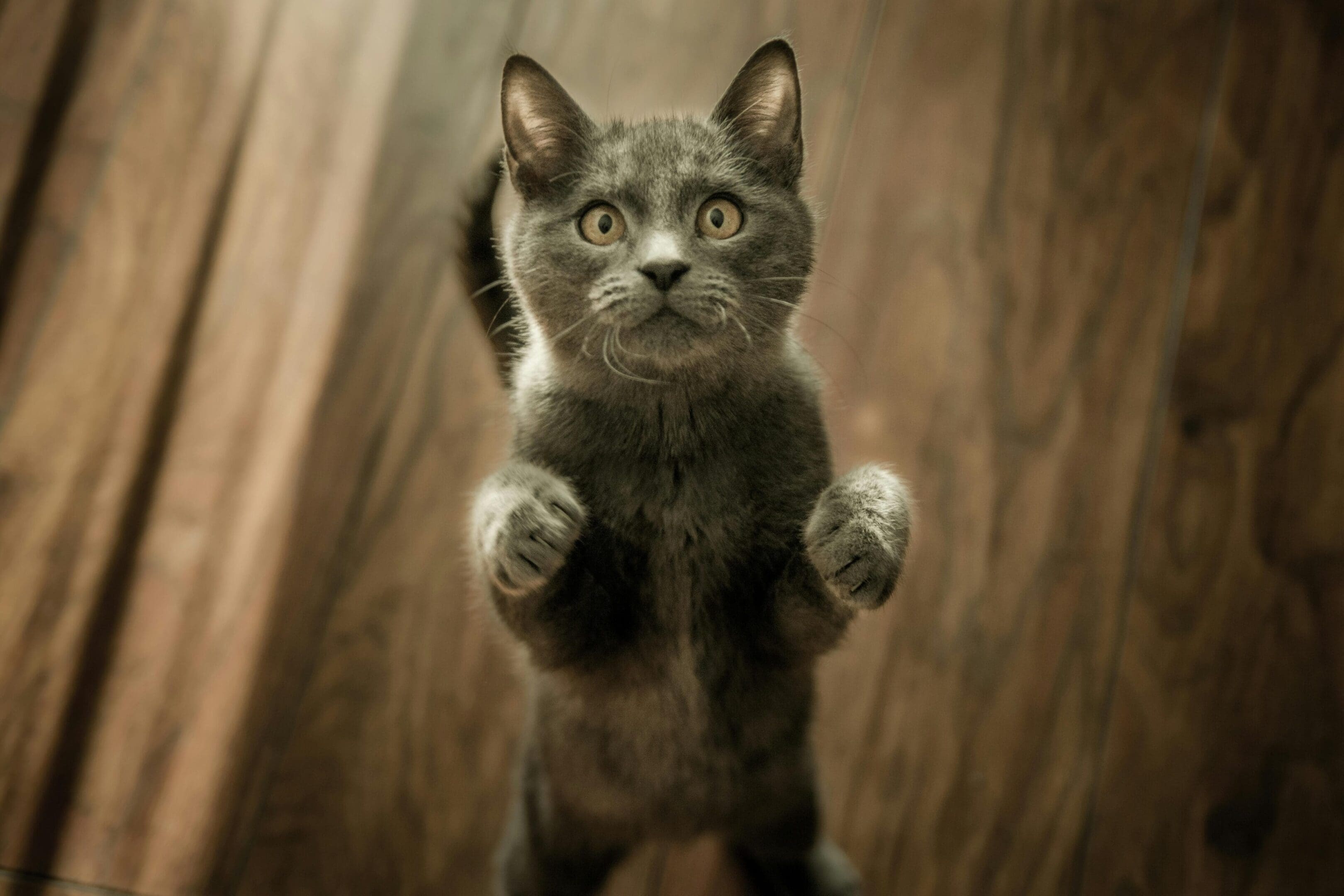 A cat standing on its hind legs in front of a wooden wall.