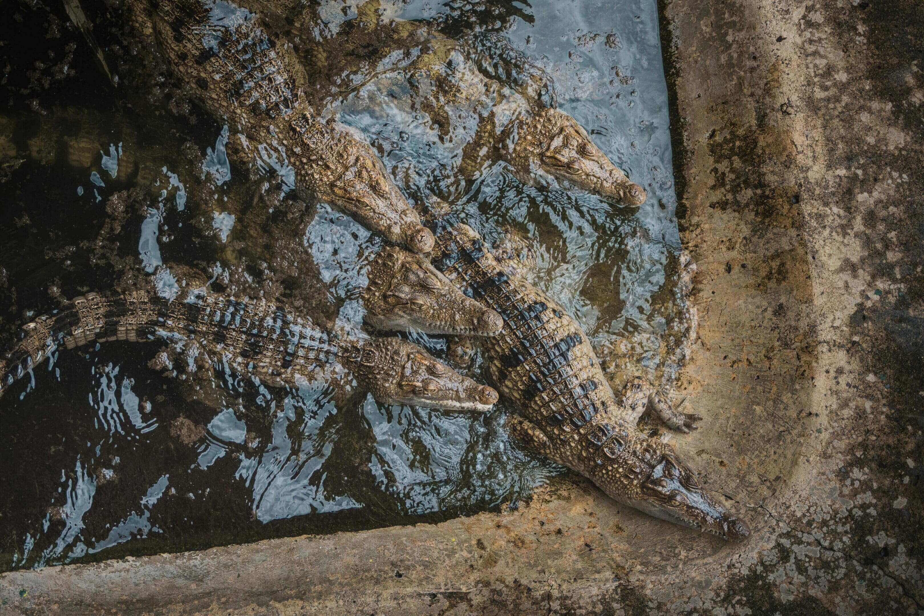 Young crocodiles swimming in murky water.