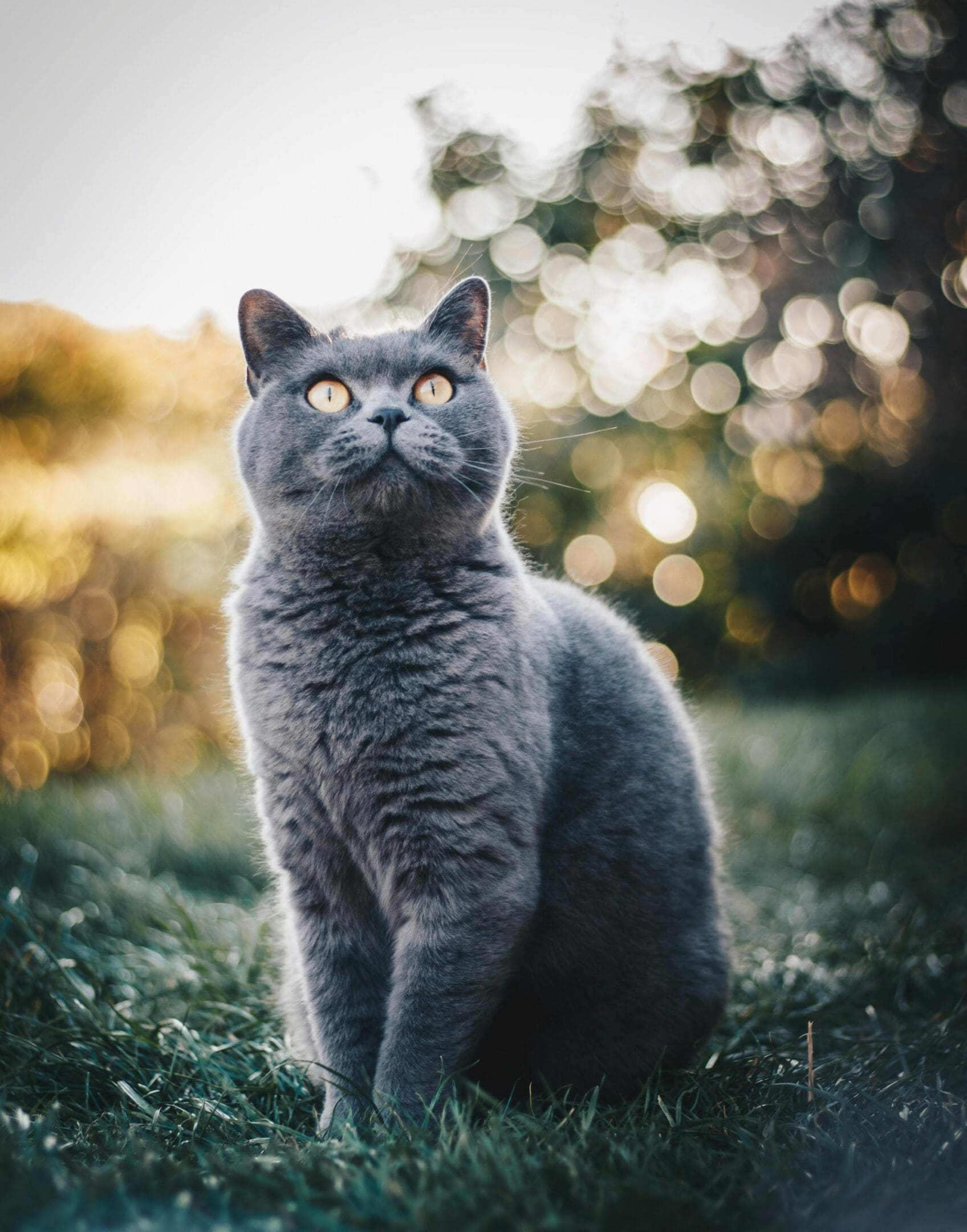 A cat sitting in the grass looking up at something