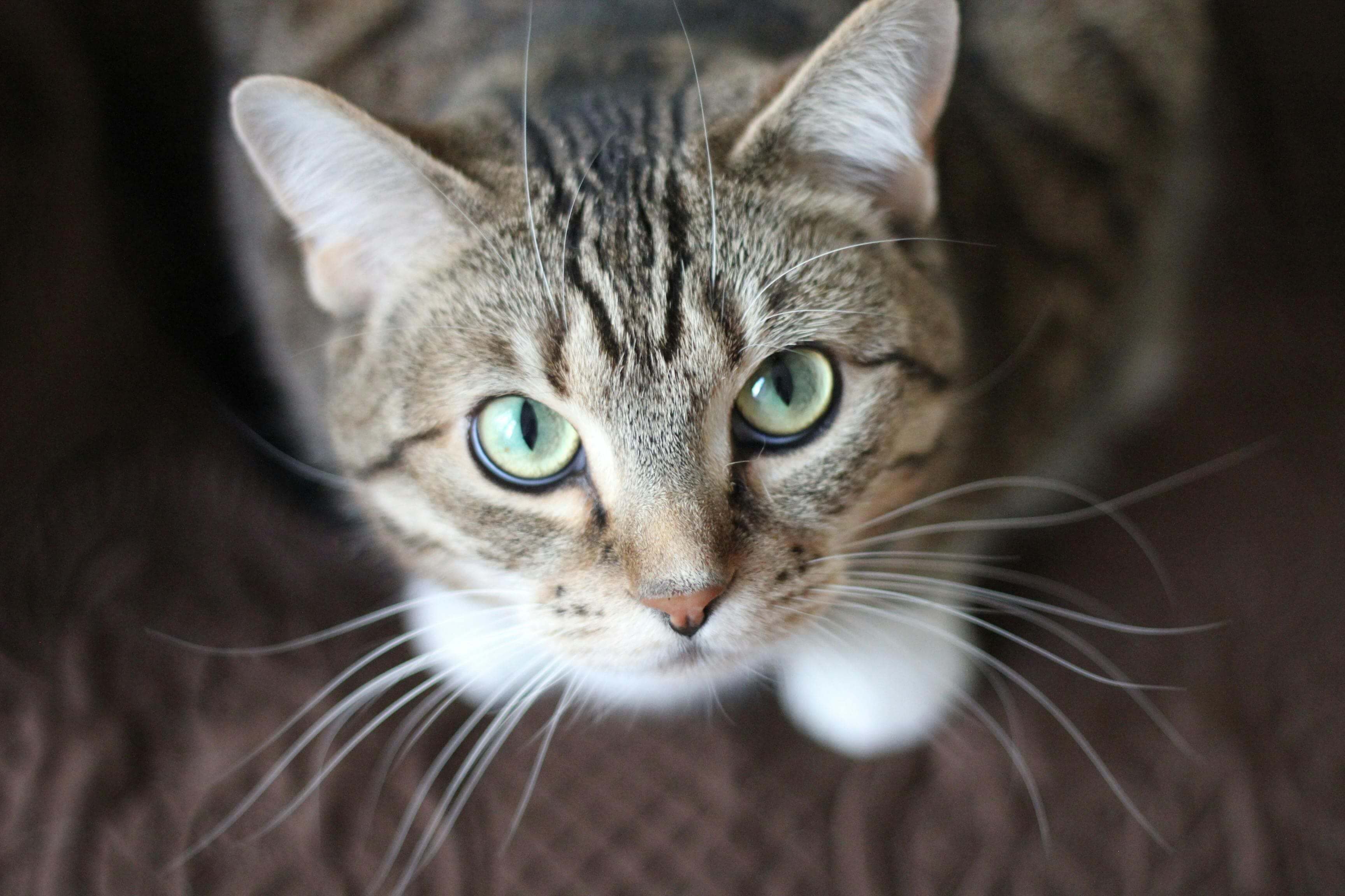 A cat with green eyes sitting on the ground.