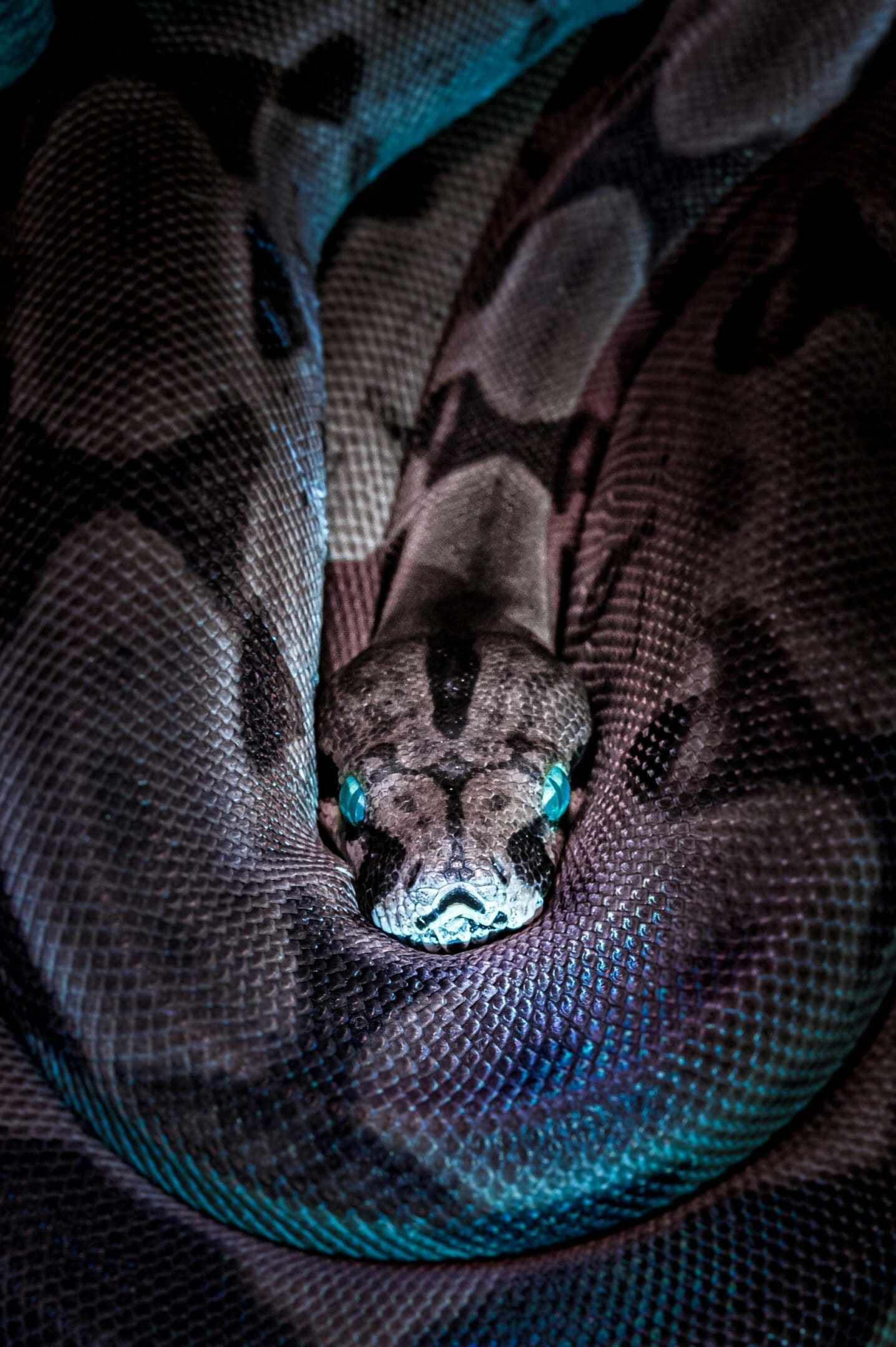A snake is laying in the dark on its back.