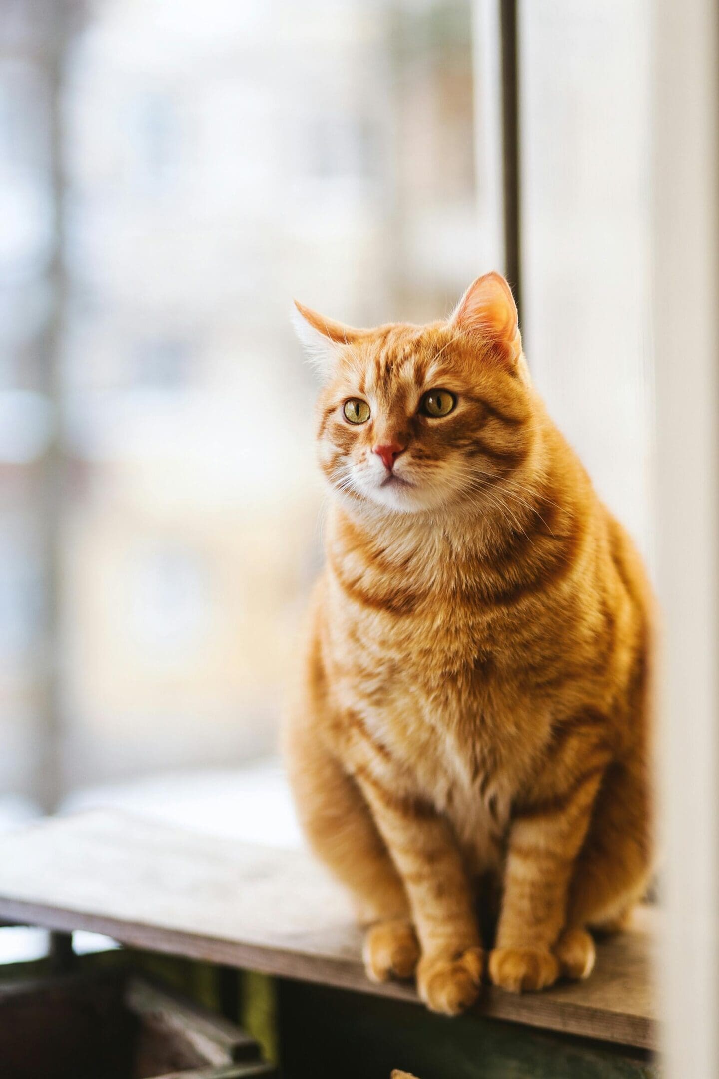 A cat sitting on top of a window sill.