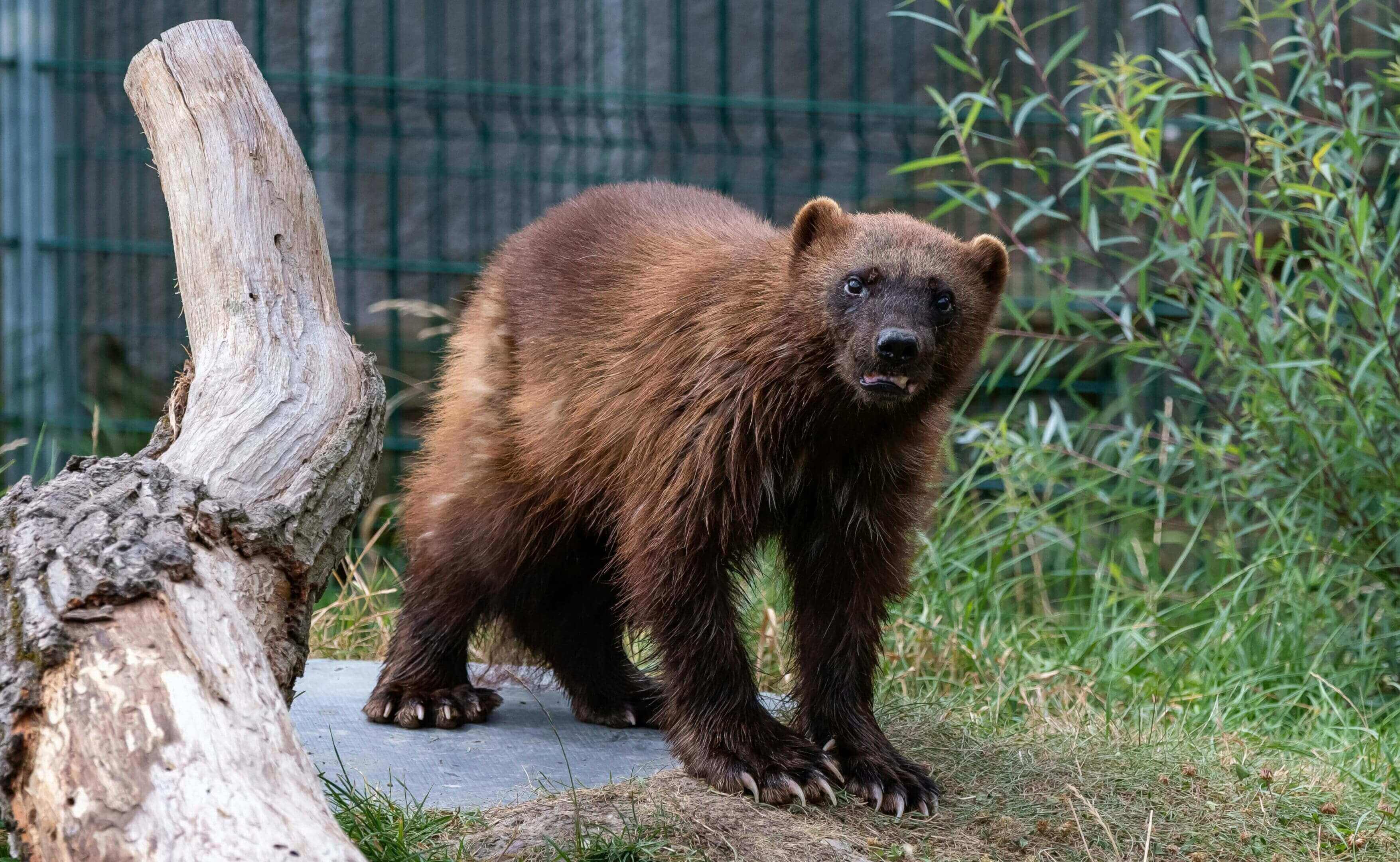 Wolverine standing near a log.