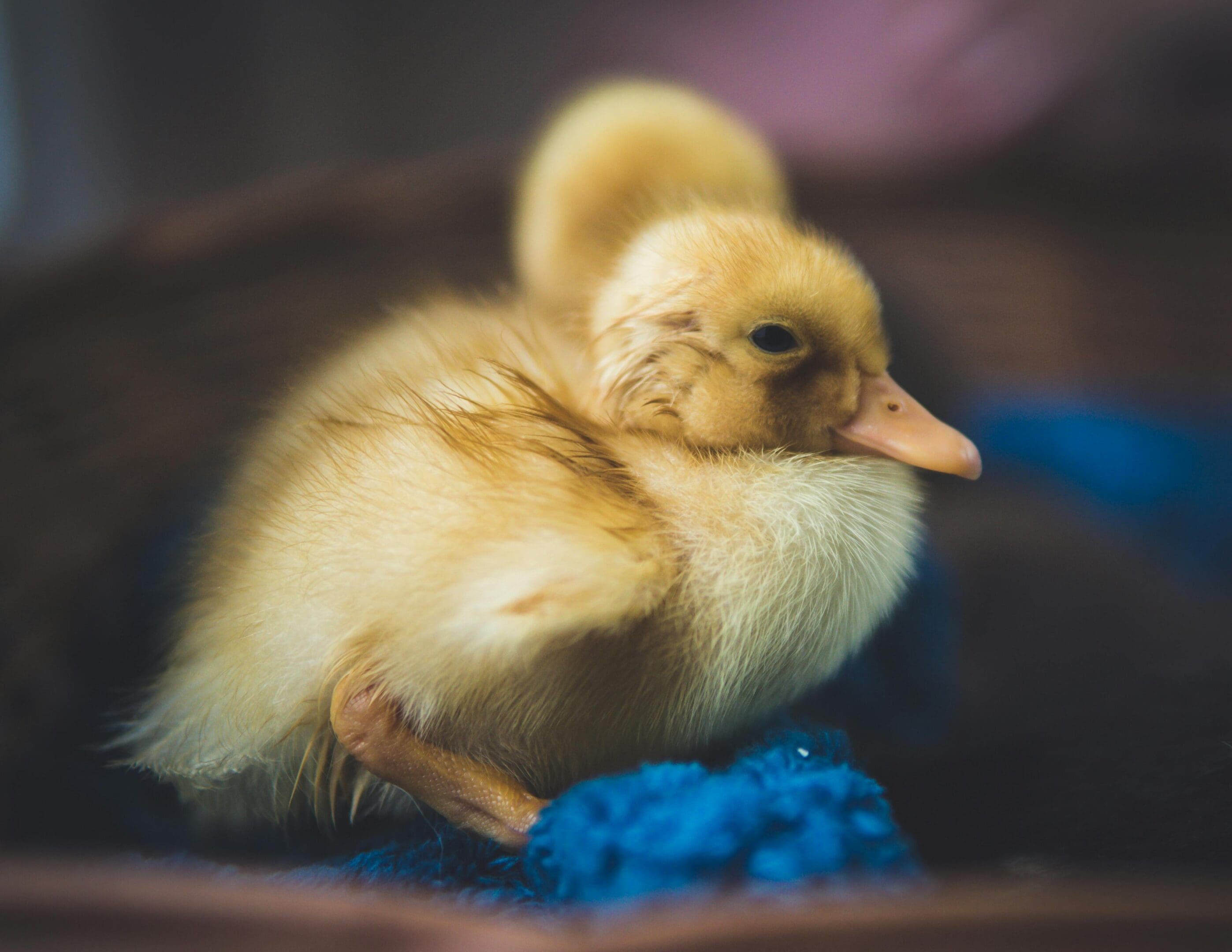 A small yellow bird sitting on top of blue balls.