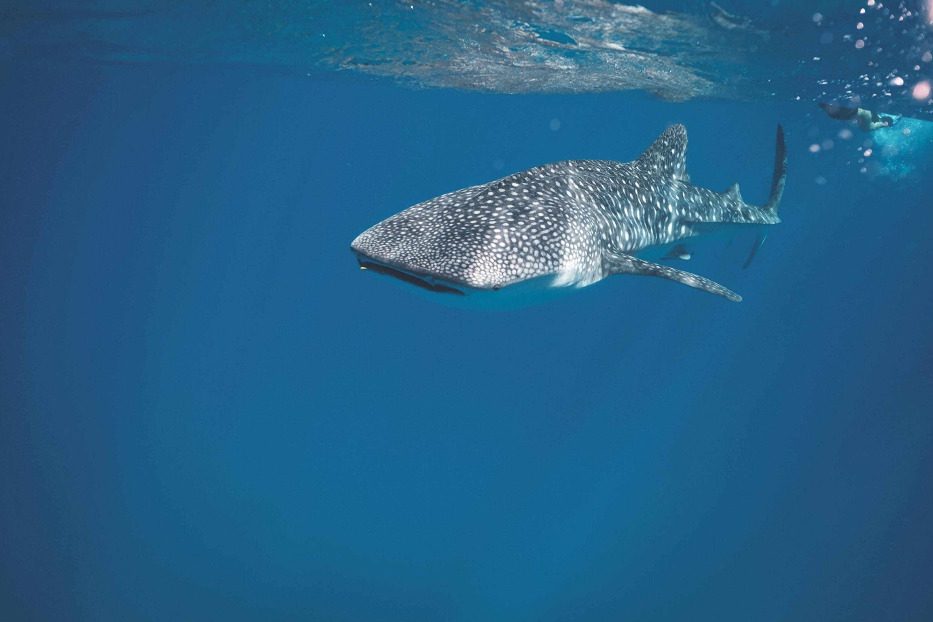 A whale shark swimming in the ocean.
