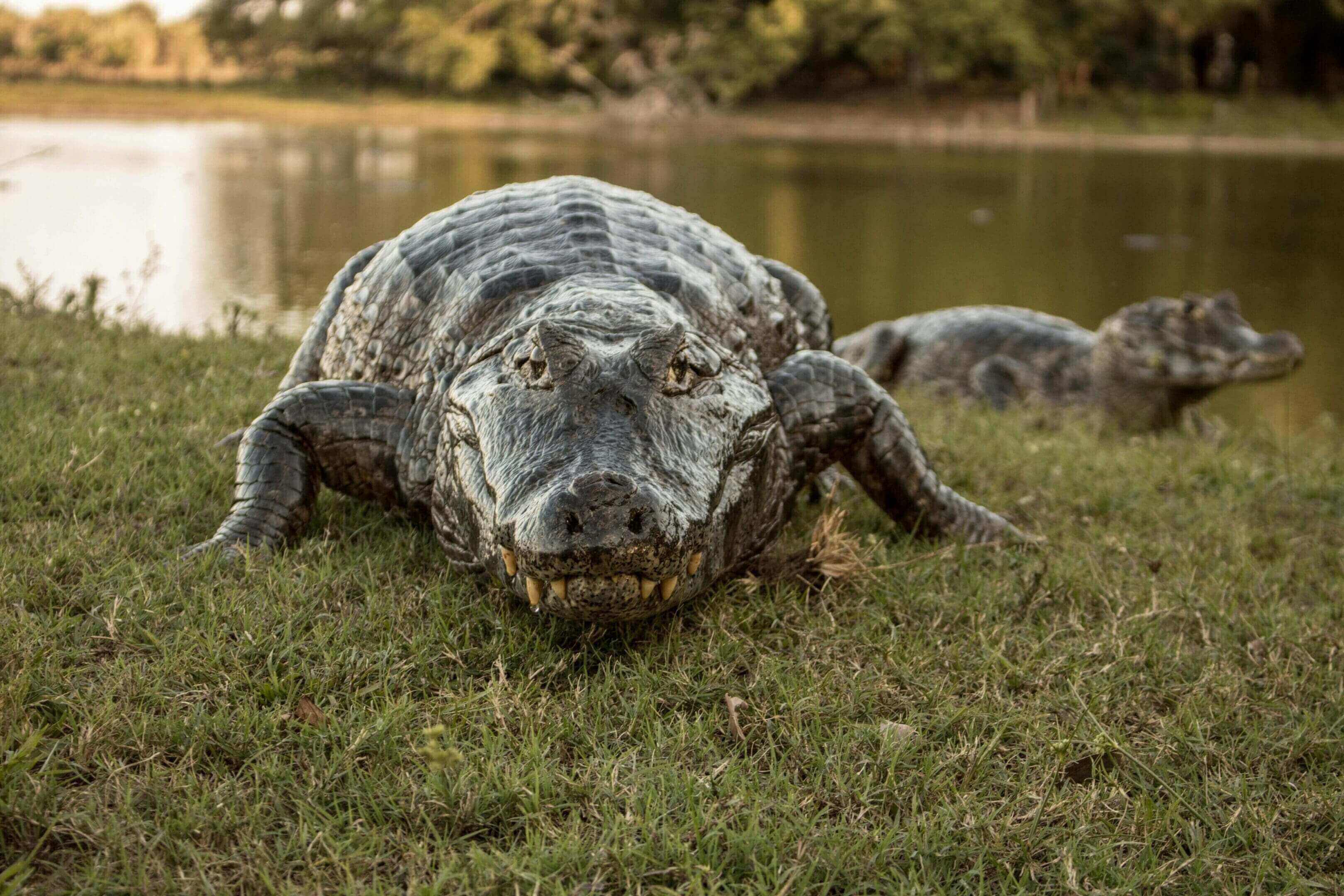 A large alligator laying on top of grass next to water.