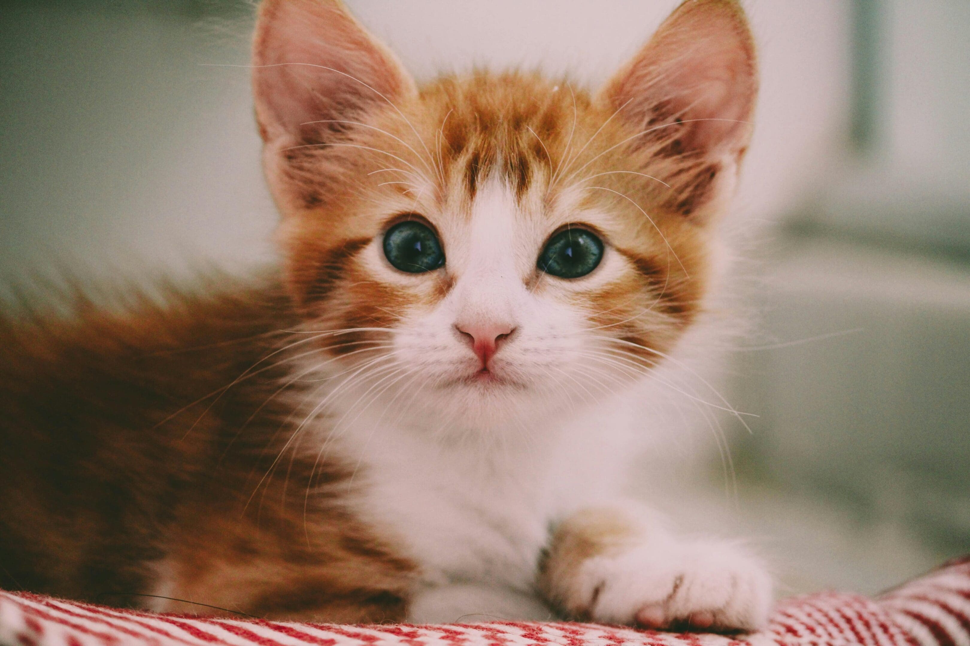 A cat is laying on the ground looking at something.