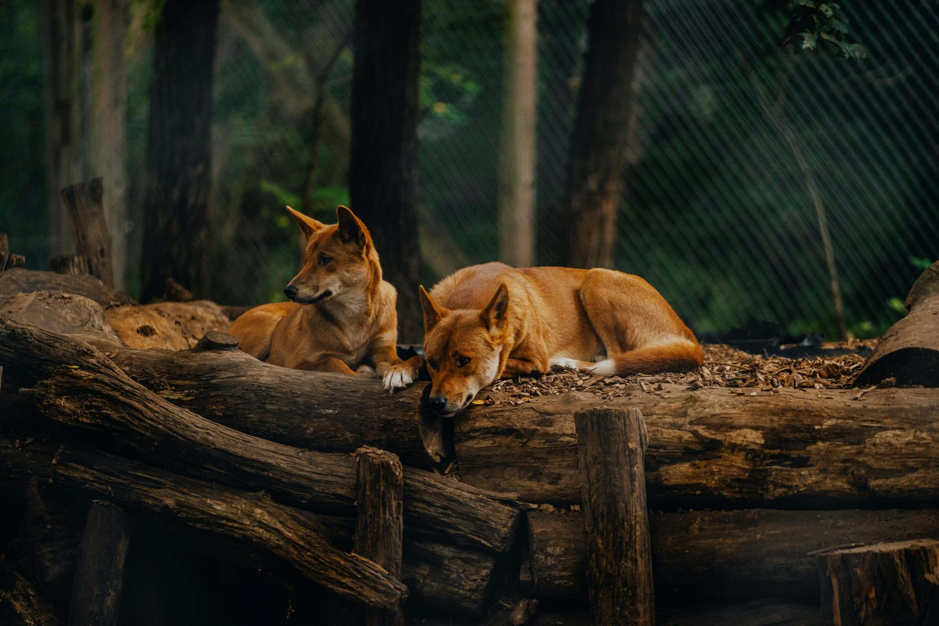 Two dogs laying on a log in the woods.