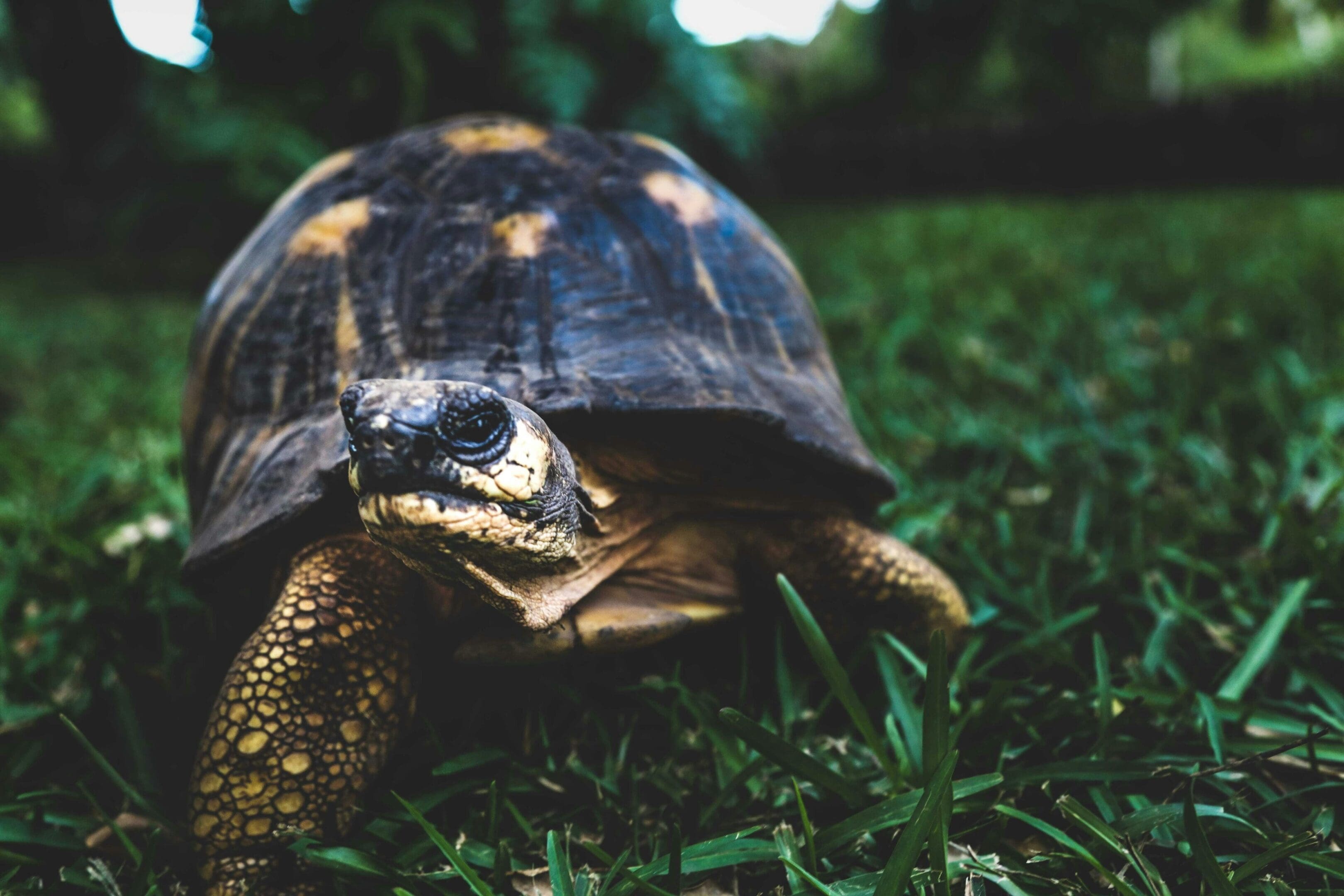 A turtle is sitting in the grass and looking at something.